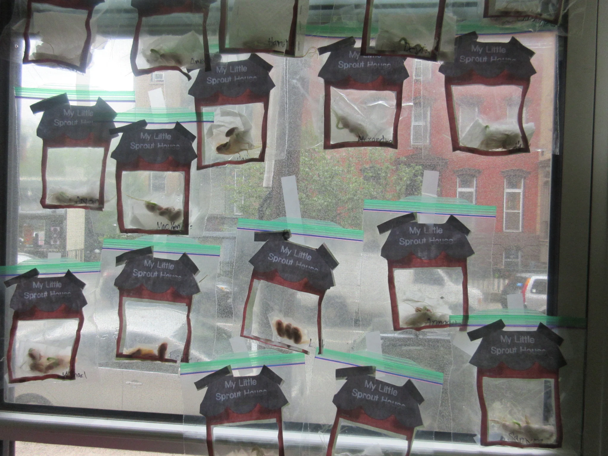 Planted beans in the classroom. Now we are watching them sprout and grow 