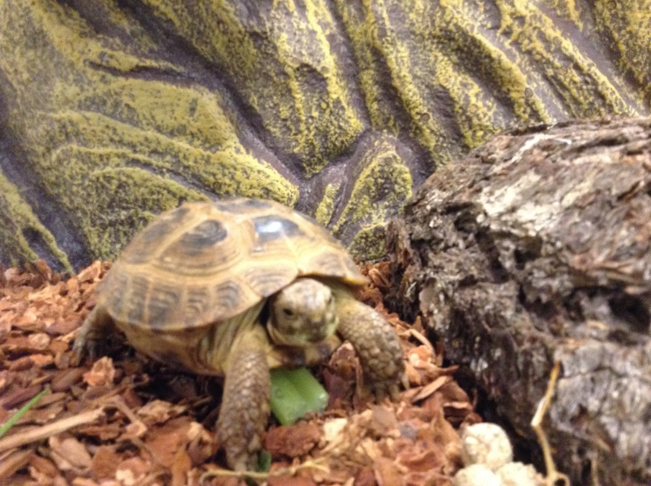 Welcome "Sweetie" as the newest member of our Blue Room family.