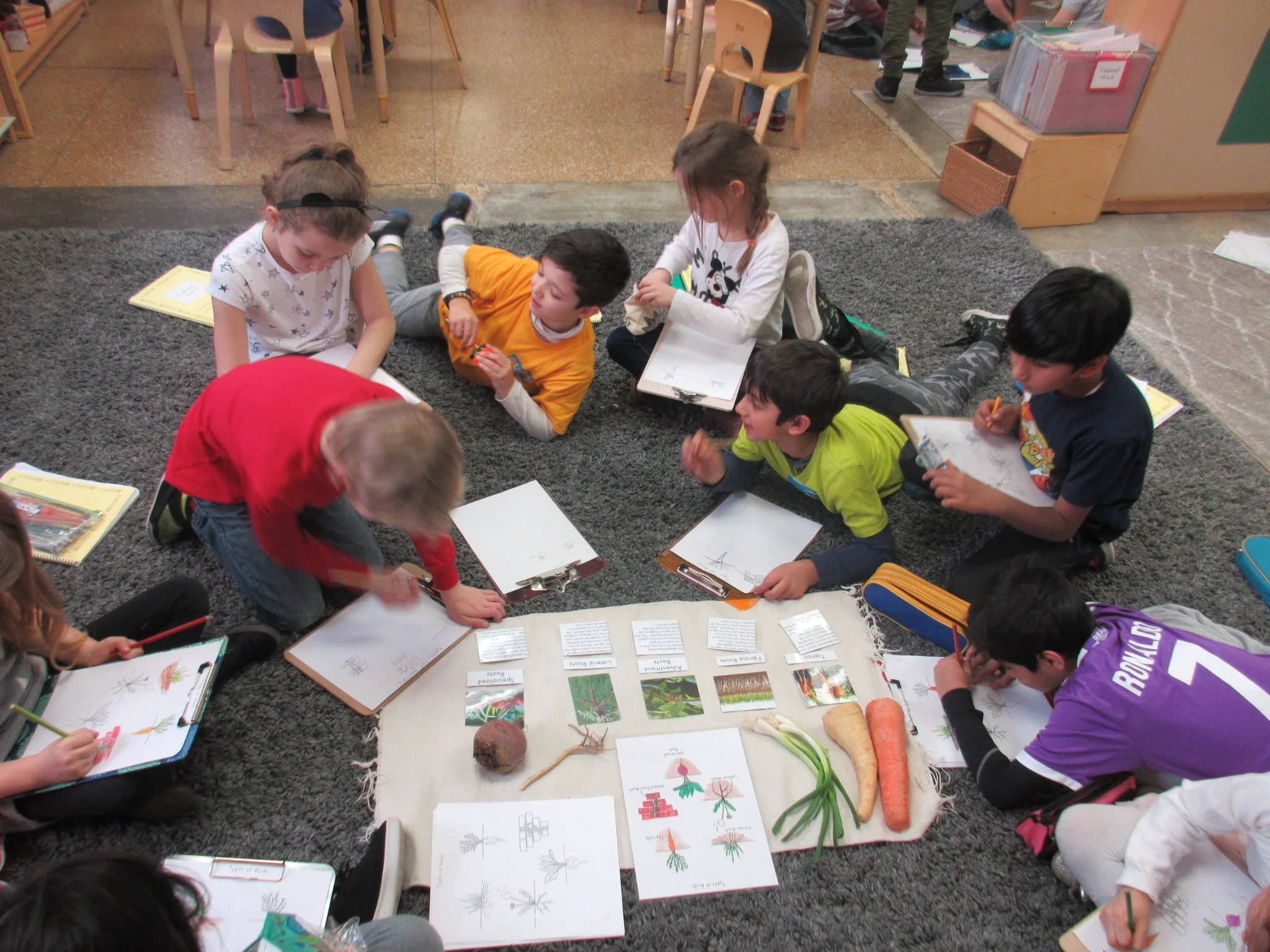 Types Of Root Lesson.JPG