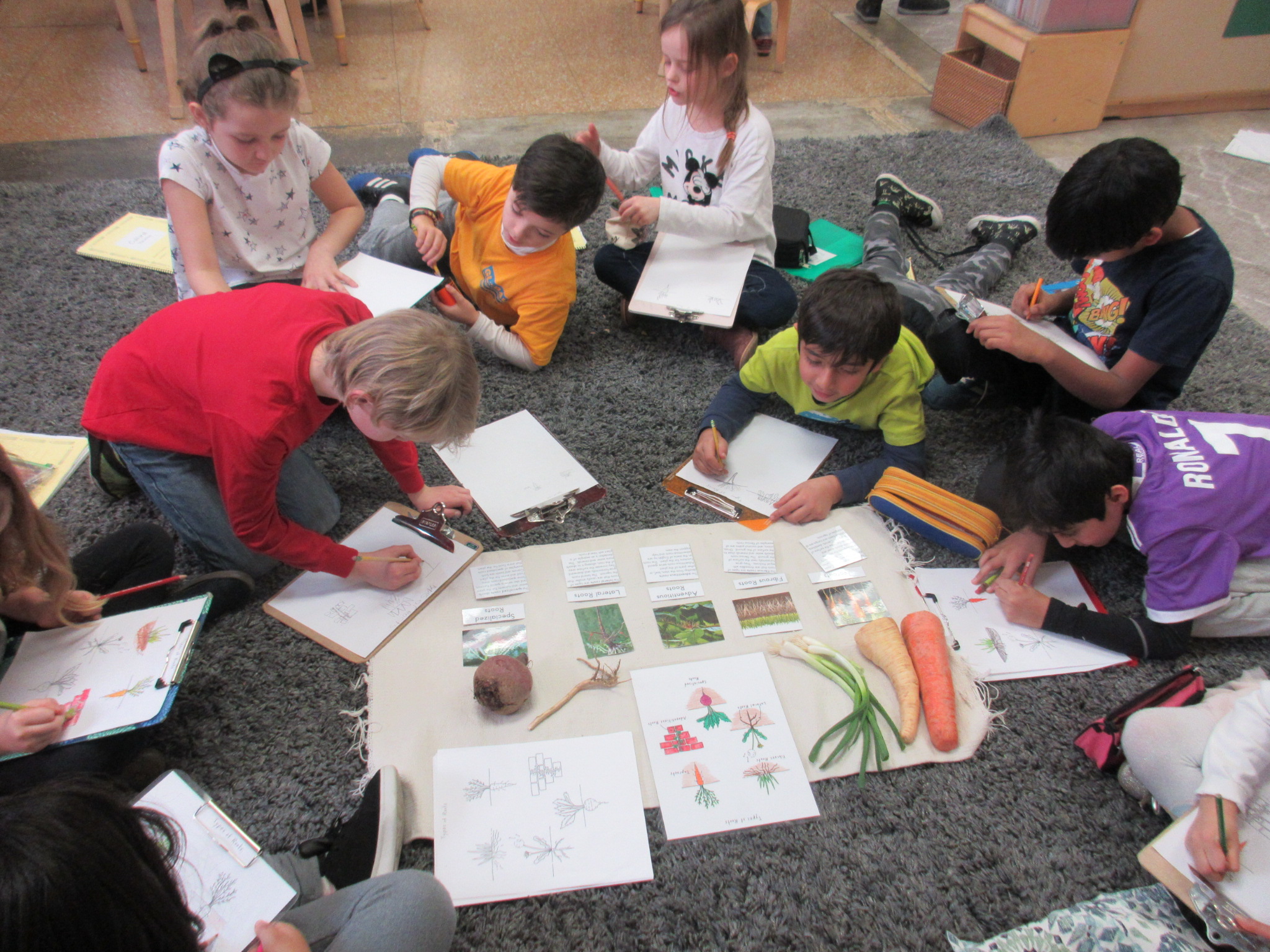 Types Of Roots Lesson.JPG