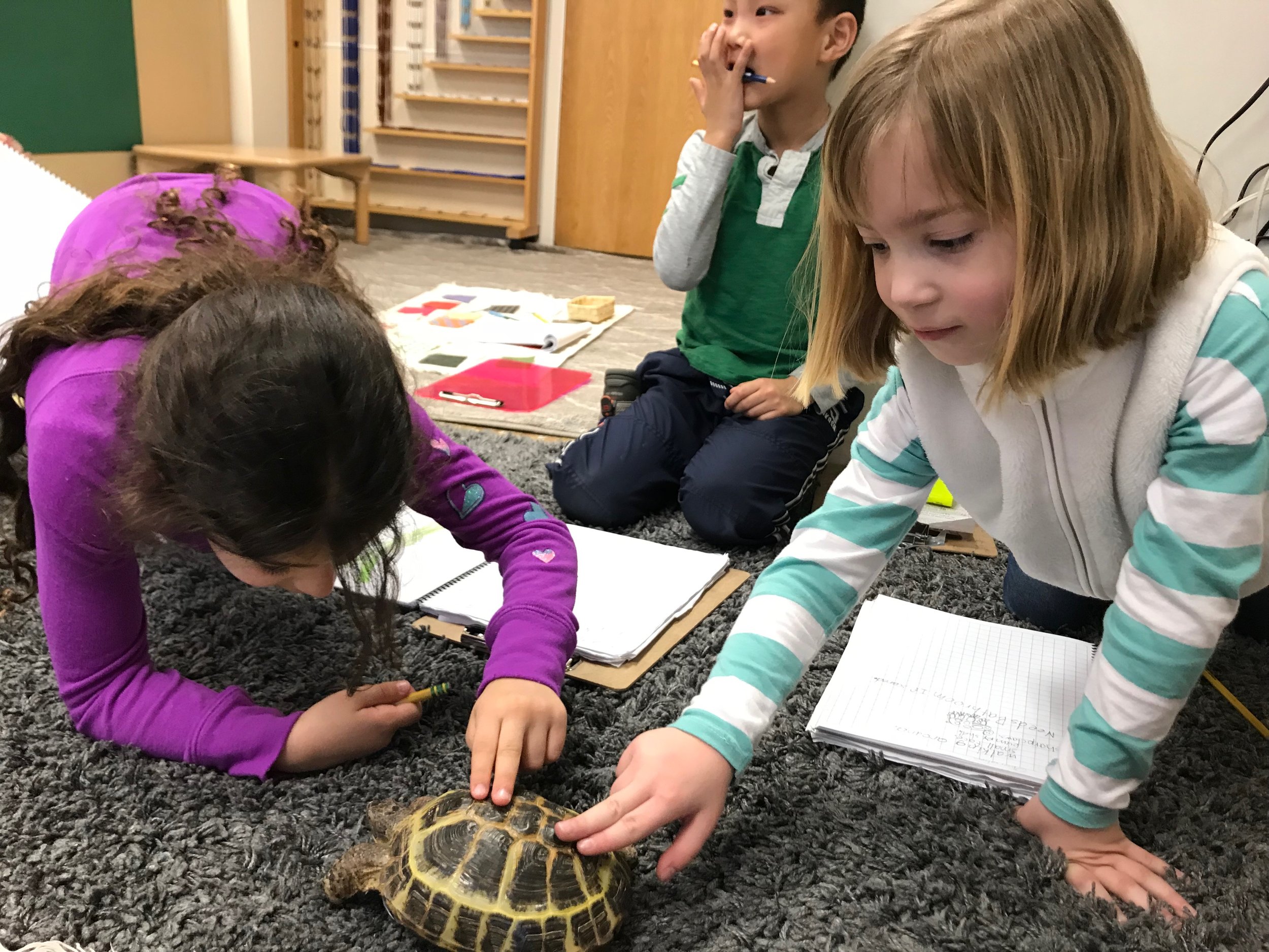 Learning About Reptiles .jpeg