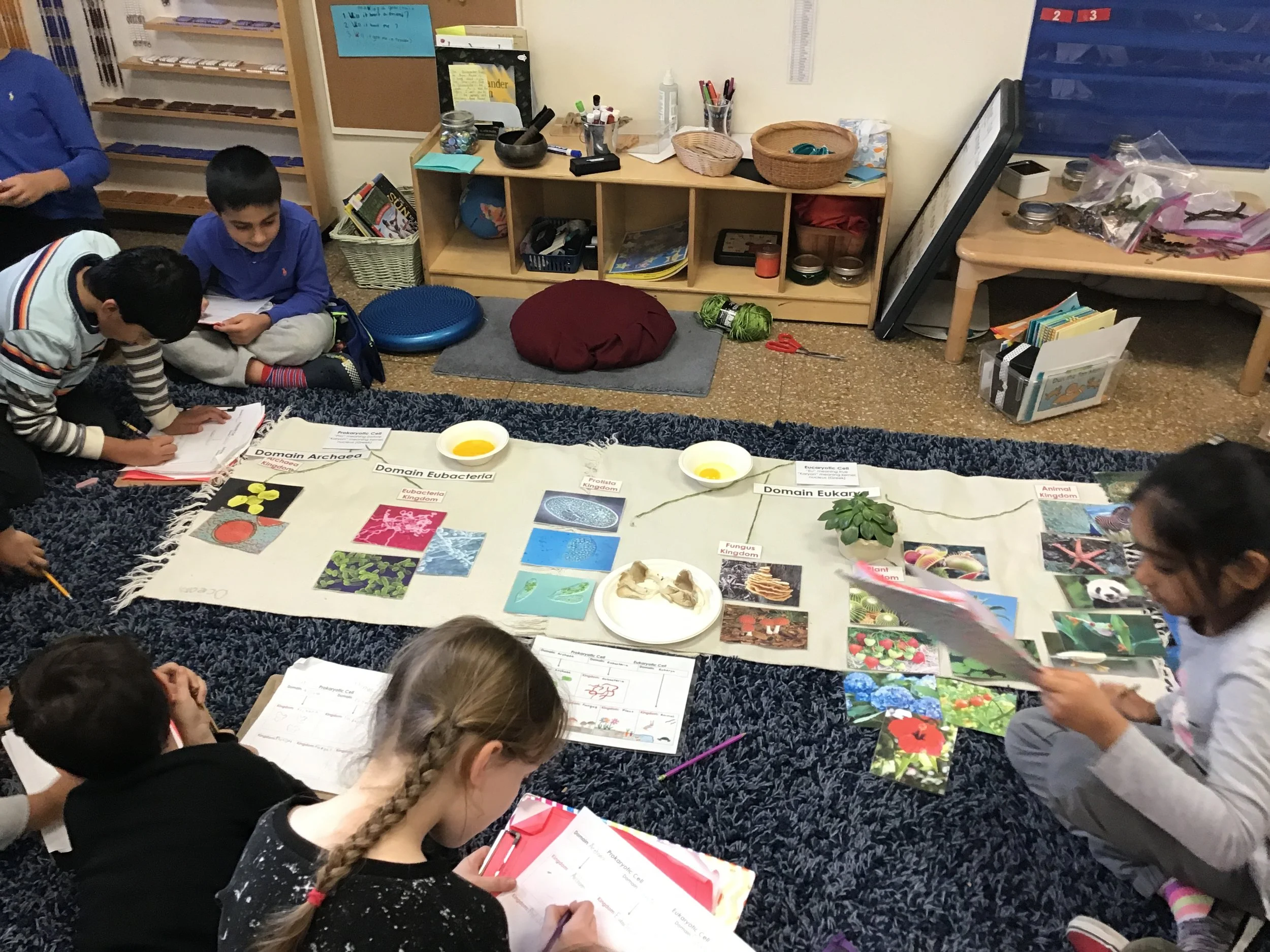 Domains and Kingdoms Lesson!