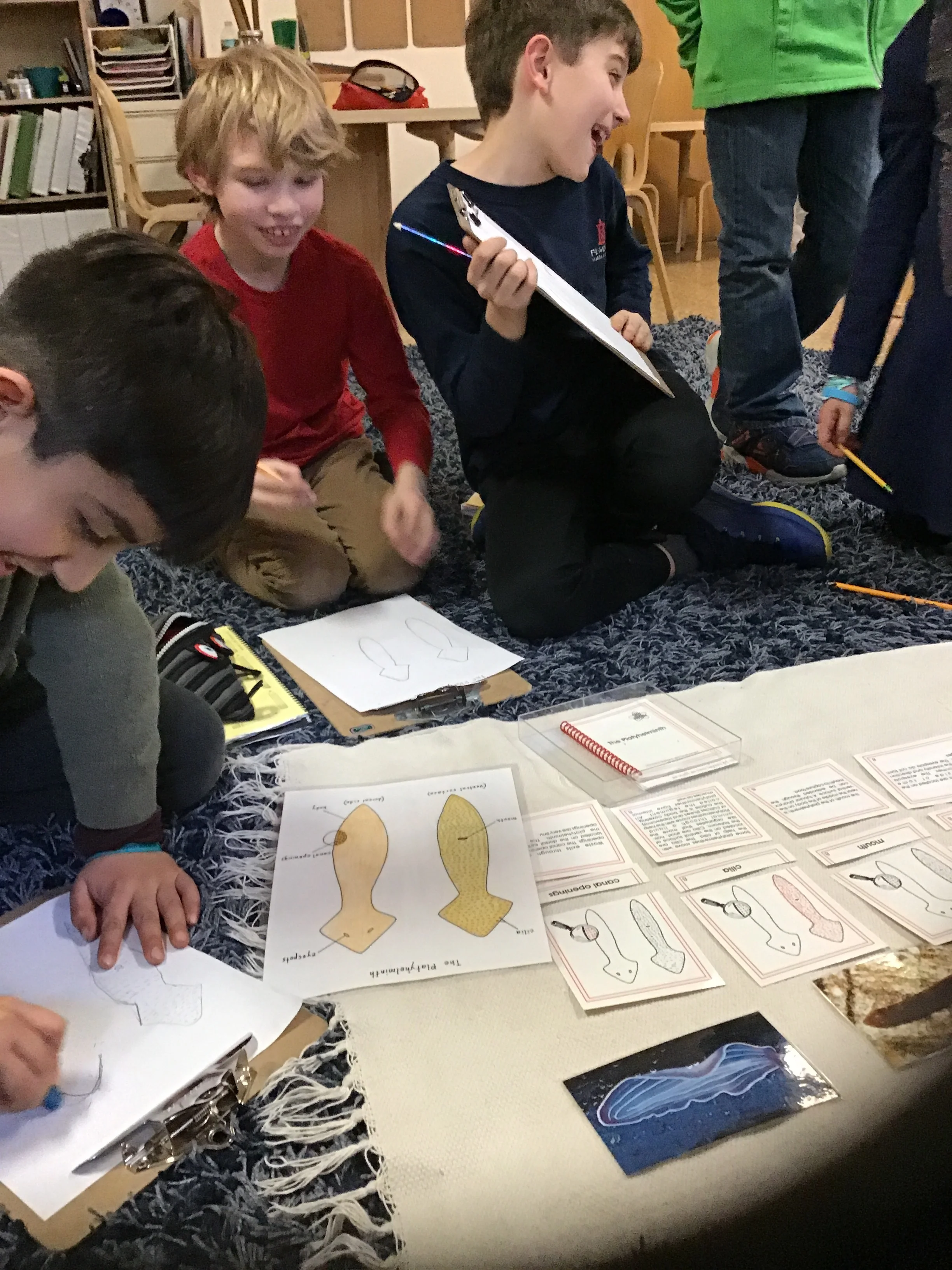 Studying a Platyelminthes or flat worm is the next invertebrate for 3rd levels. 