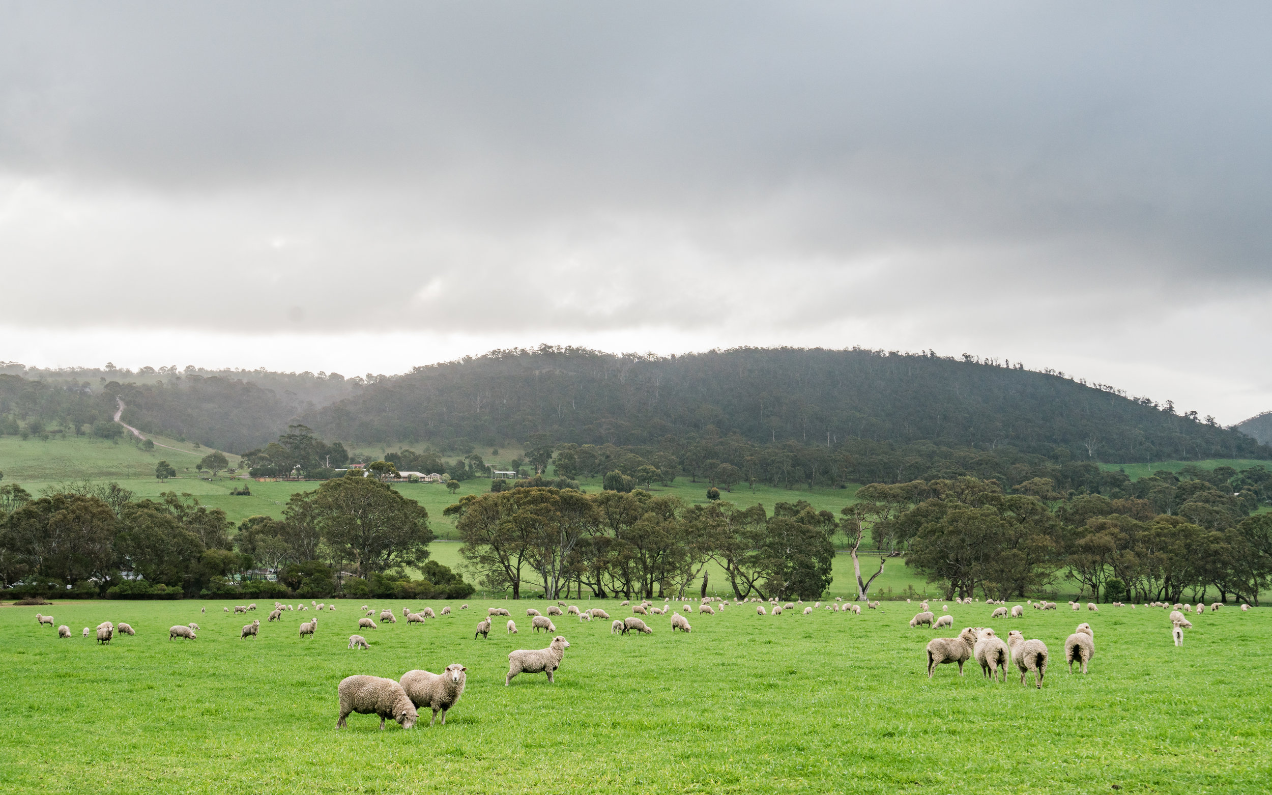 Victorian Sheep