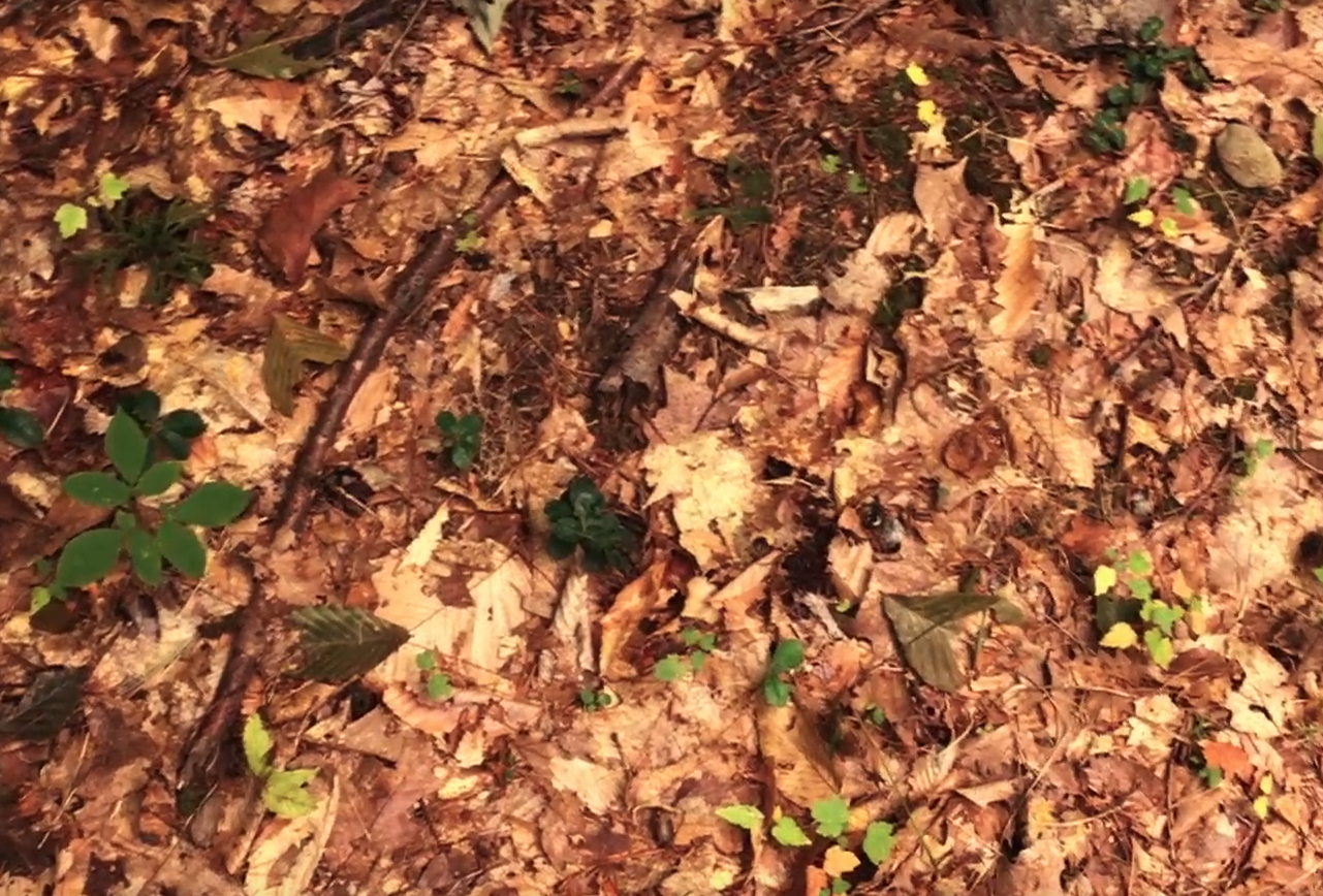 Screen Shot 2019-02-11 at 11.14.17 PM.png