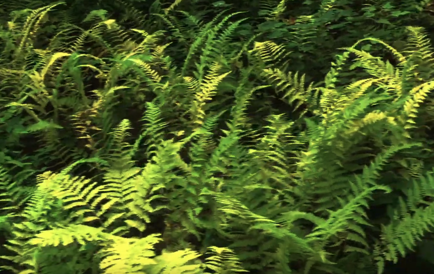 Screen Shot 2019-02-11 at 11.13.40 PM.png