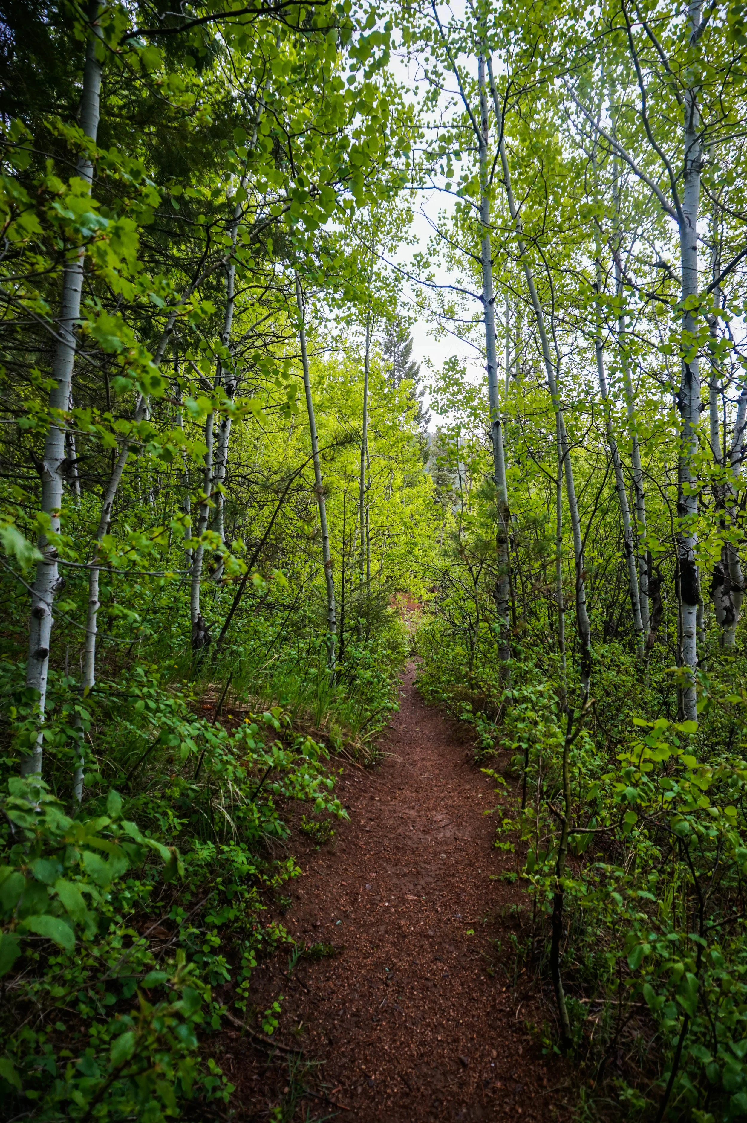 HellenHuntFallsGrassyPath.jpg