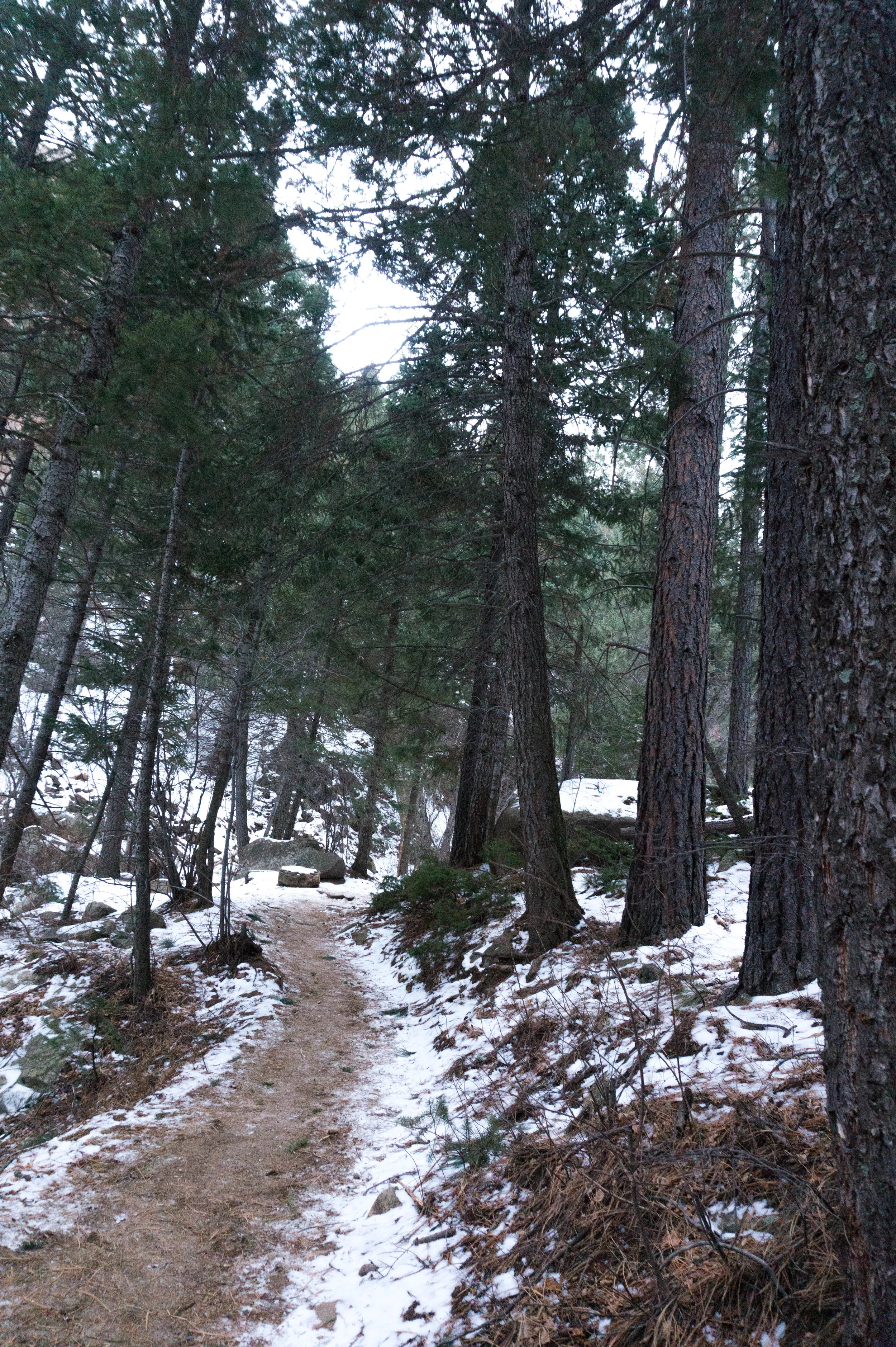 Trail at 7 Bridges with Ben.jpg