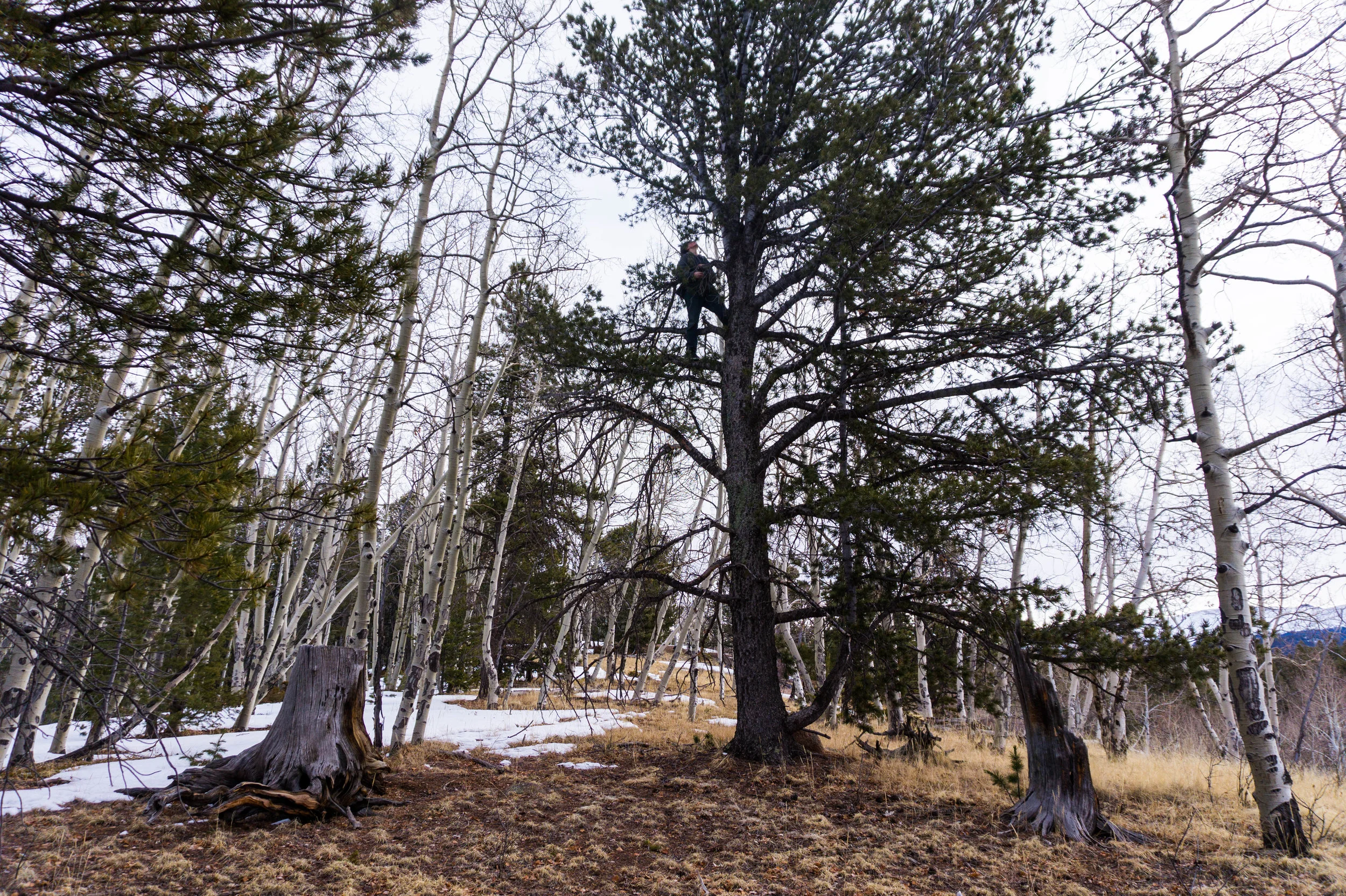 Muller State Park L in Tree.jpg