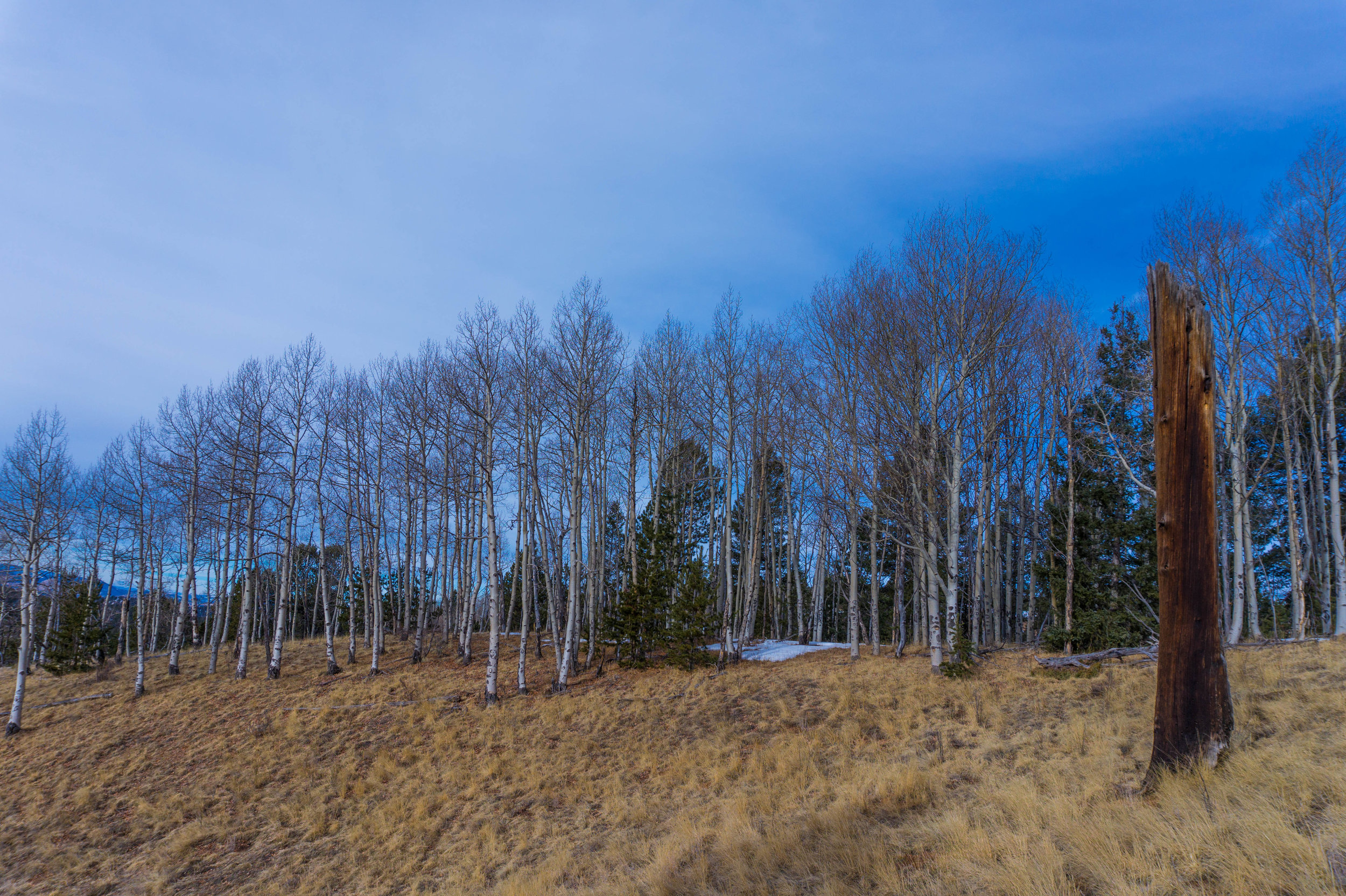 Muller State Park Lone Tree Standing_.jpg