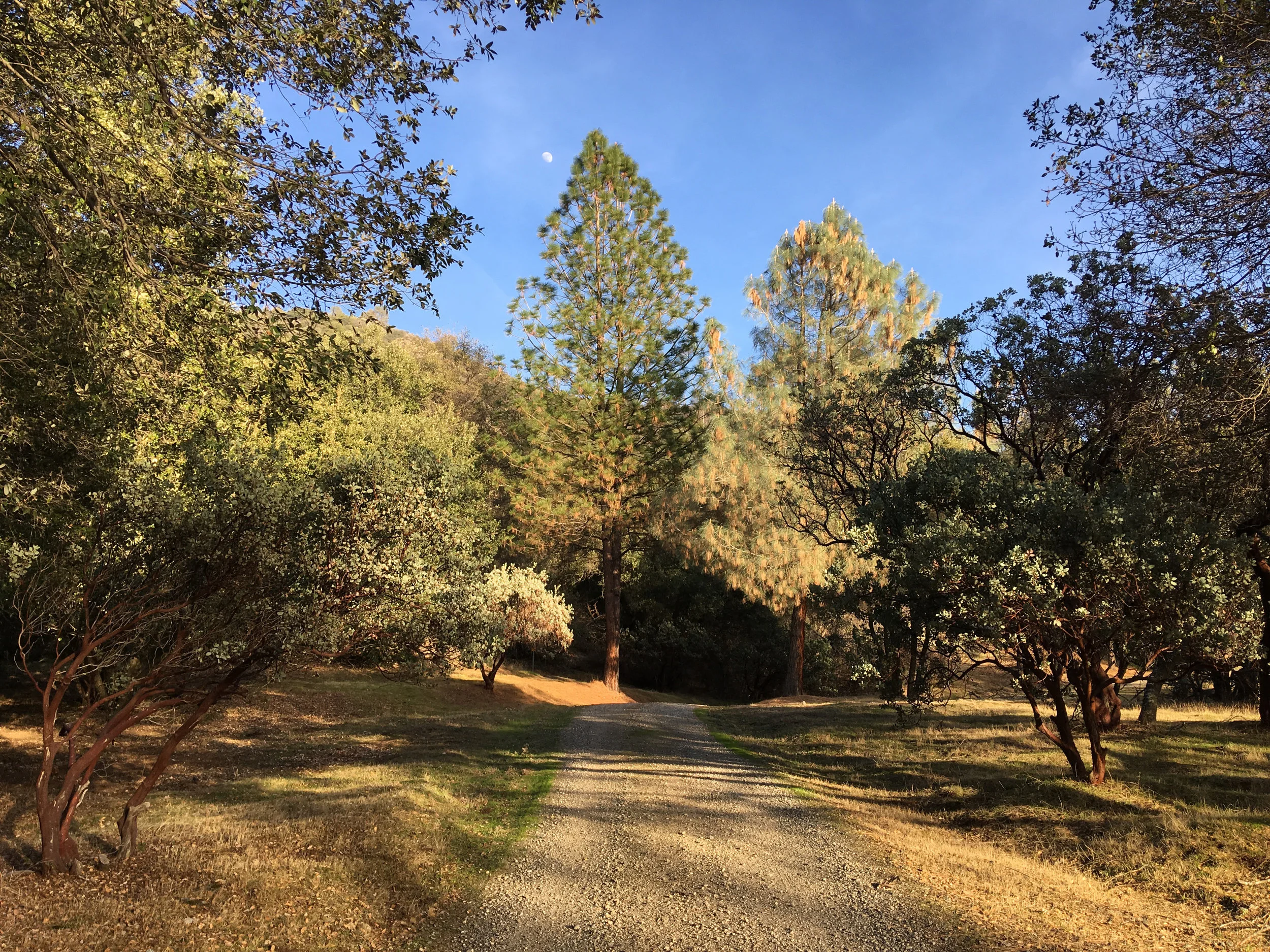 Driveway Tree Moon.jpg