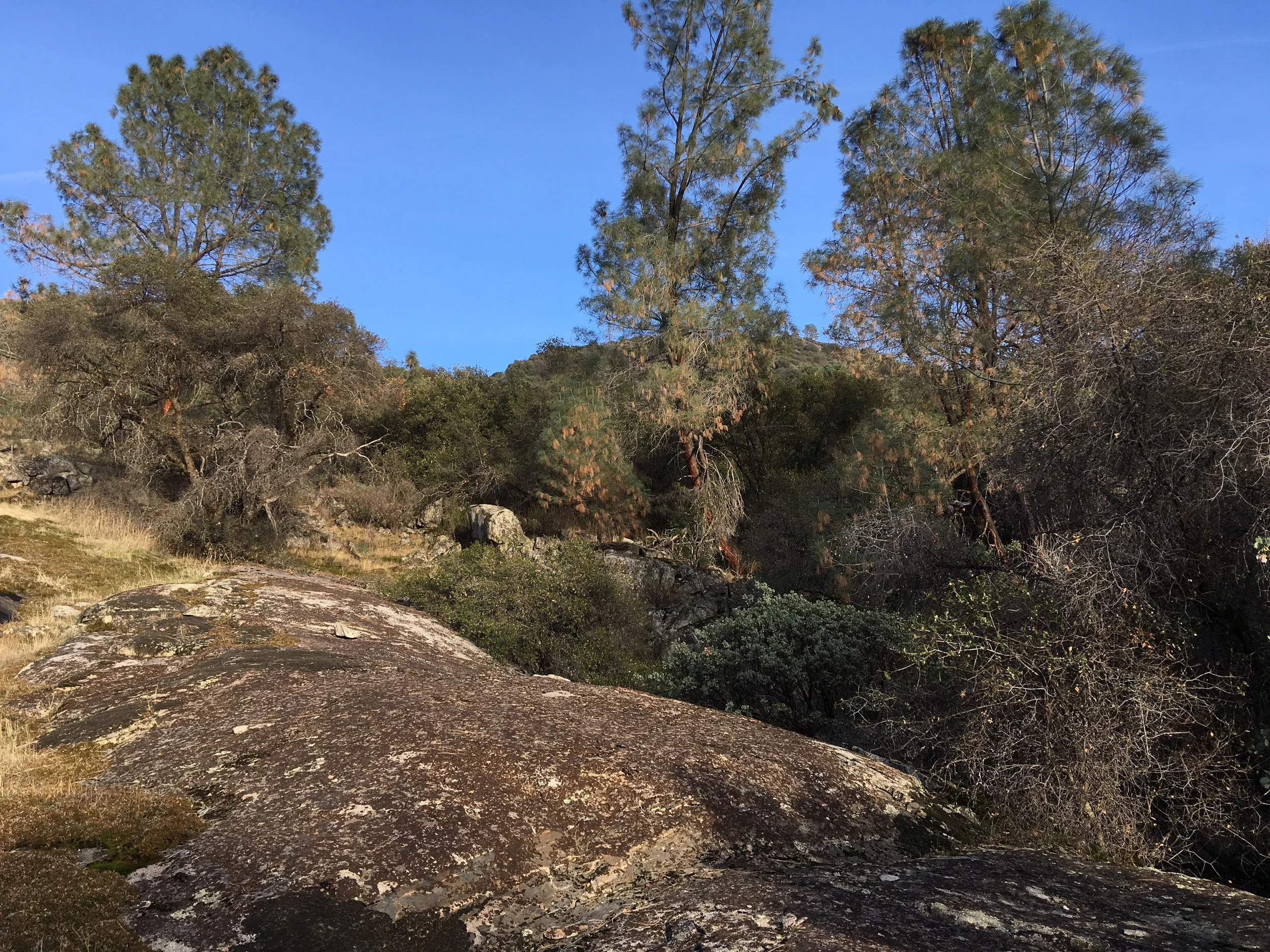 Granite and Trees.jpg