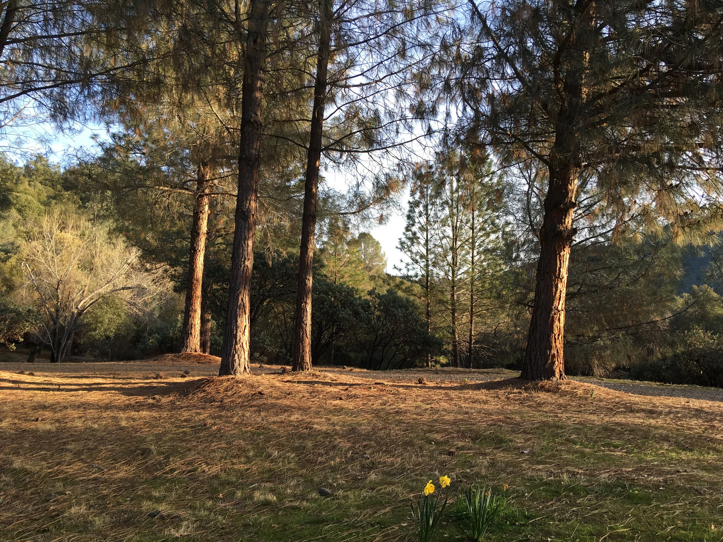 Trees and flowers.jpg