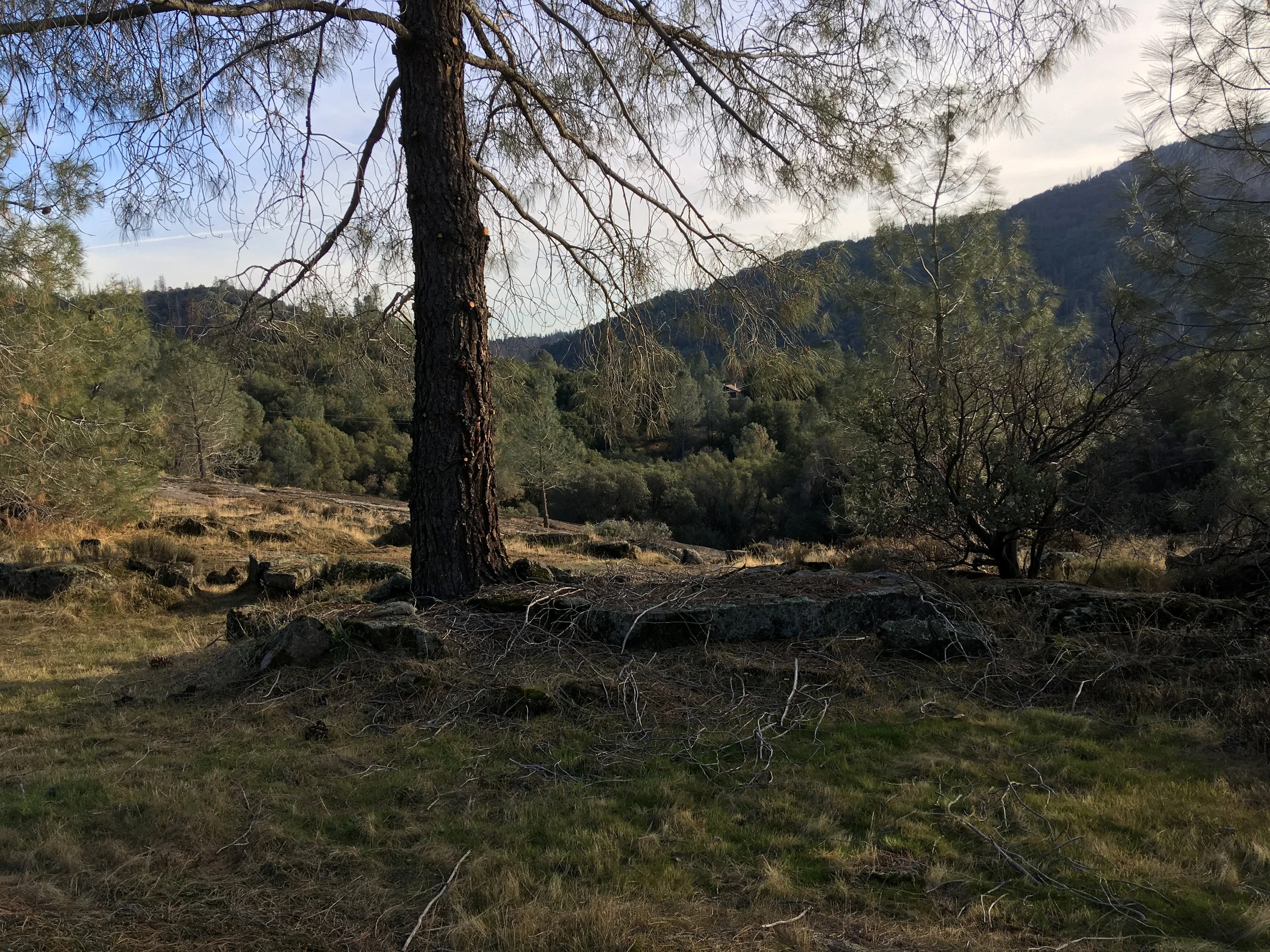 Tree on path to Granite.jpg