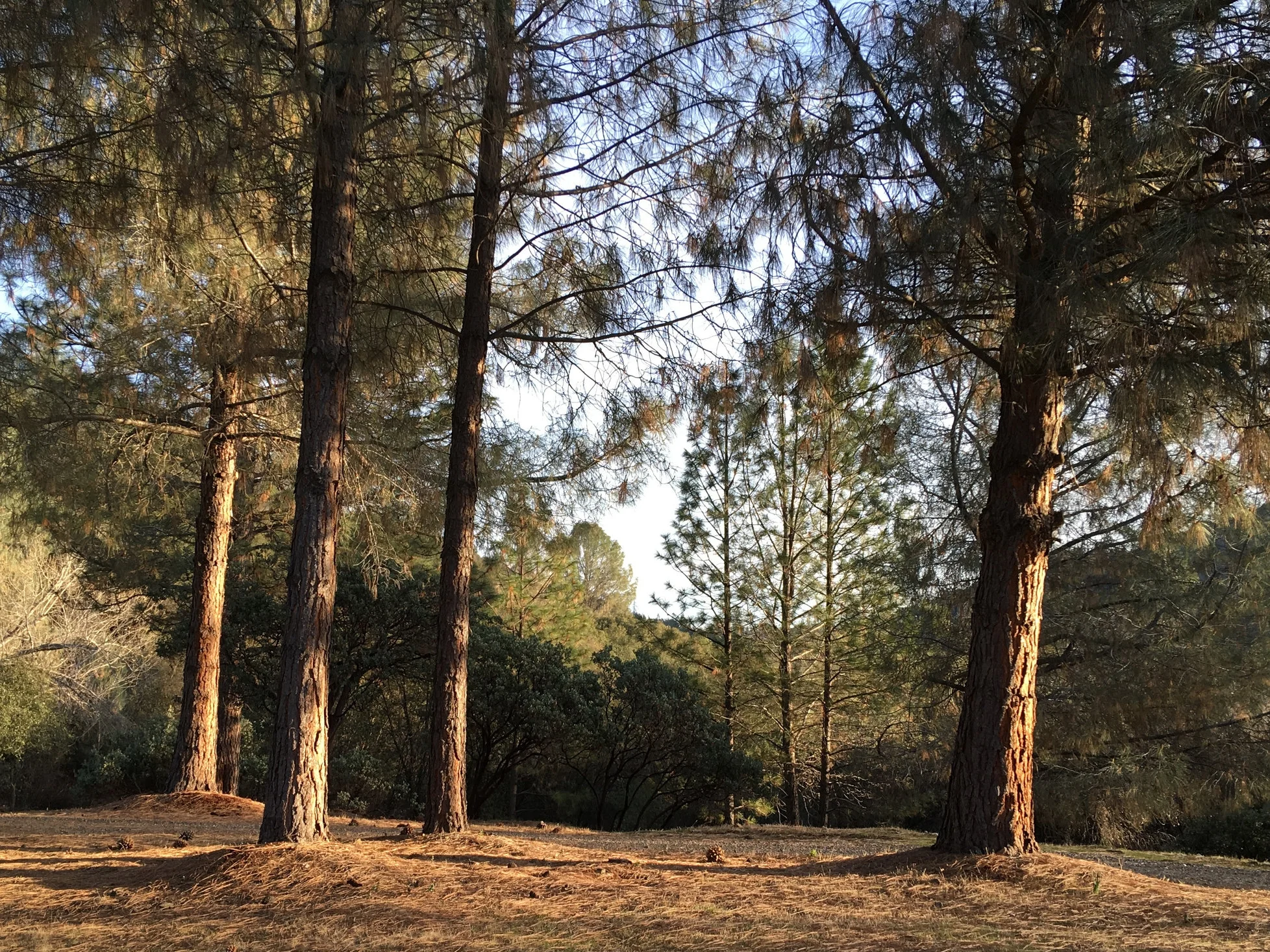 Trees and flowers.jpg