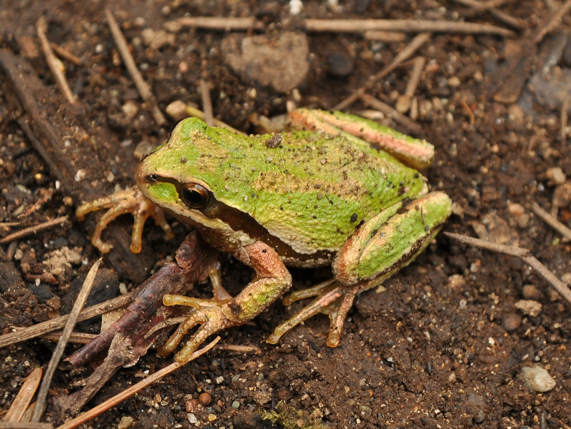 Pacific Chorus Frog.jpg