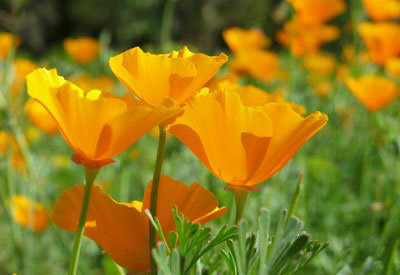 California Poppy 2.jpg