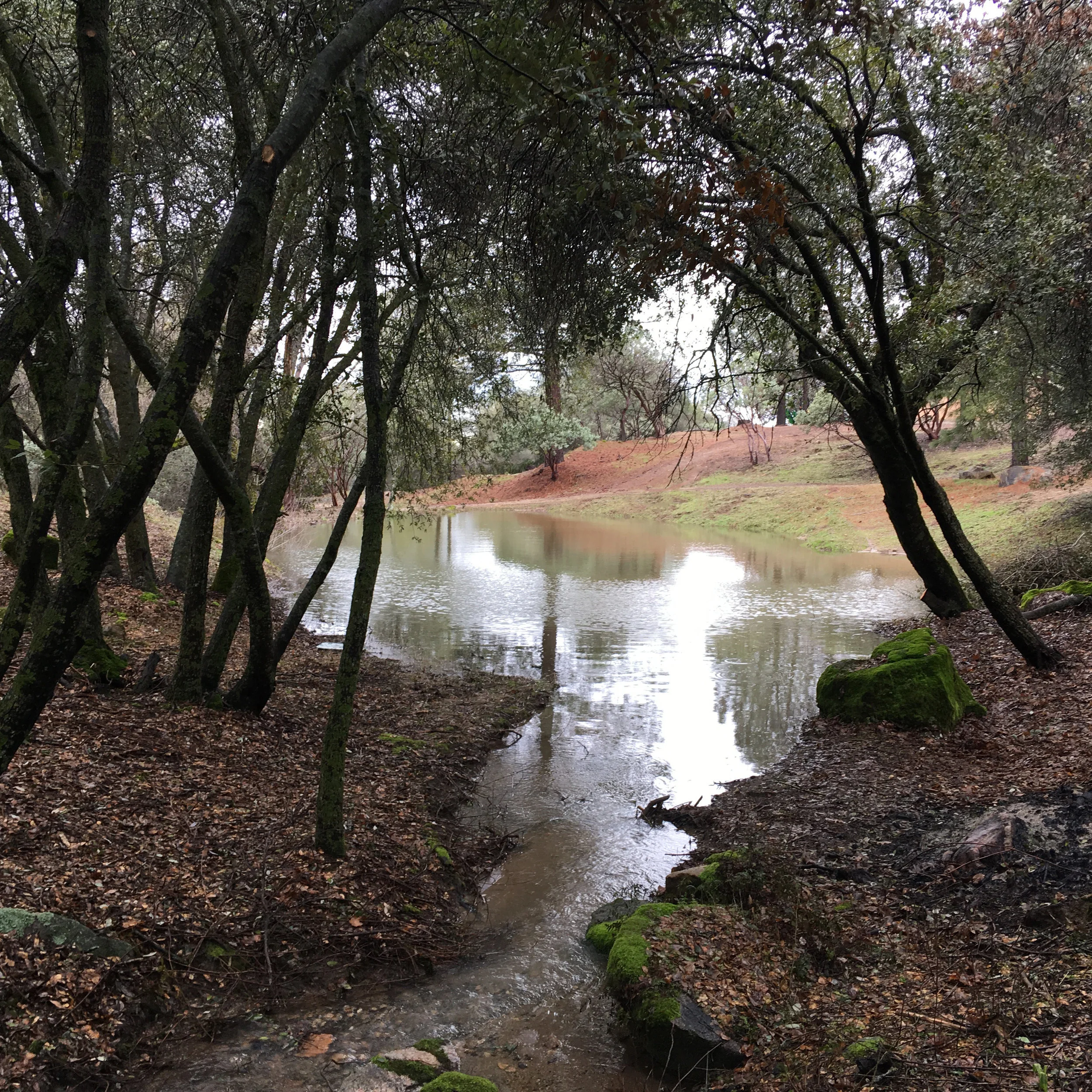 Pond Reverse View.jpg
