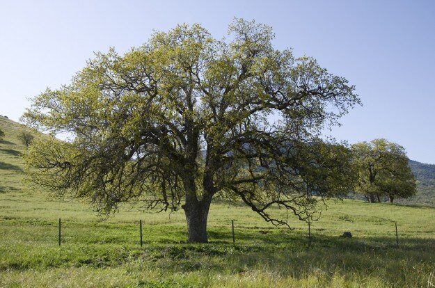 California Black Oak.jpg