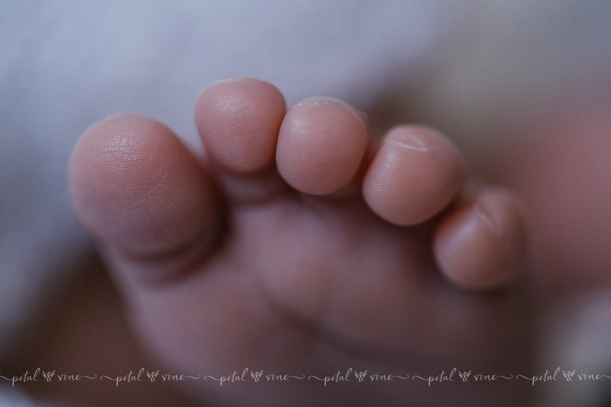 lakeland newborn photographer