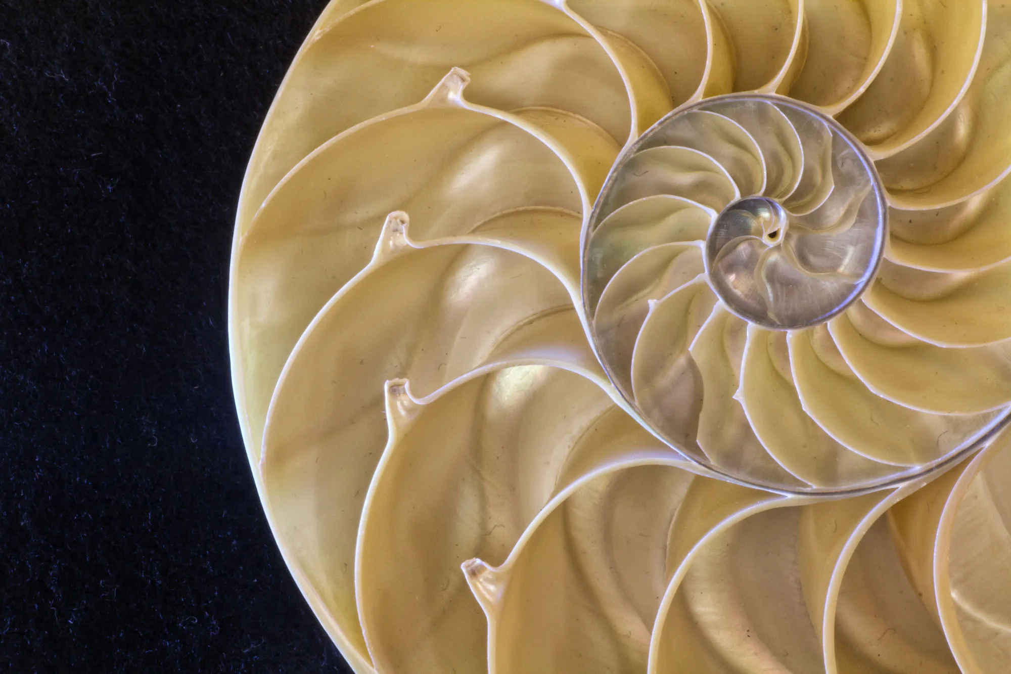 Craniosacral-2000px.jpg