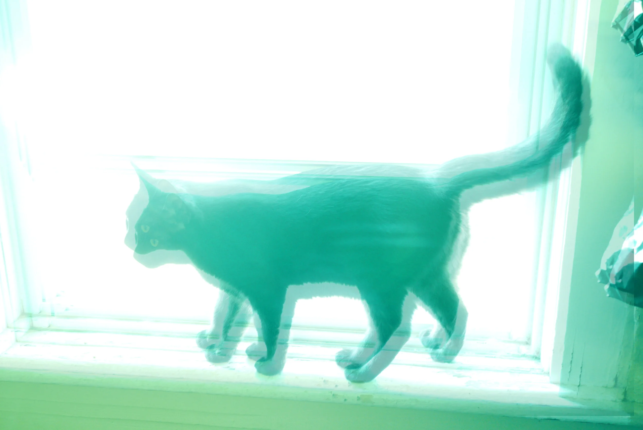 blackcat.jpg