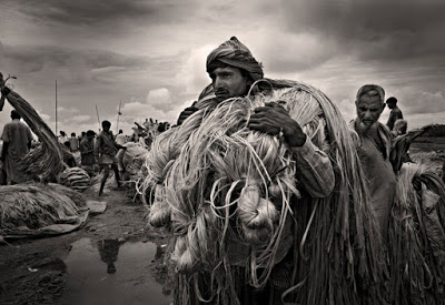  collected: farmers carries raw jute to the market