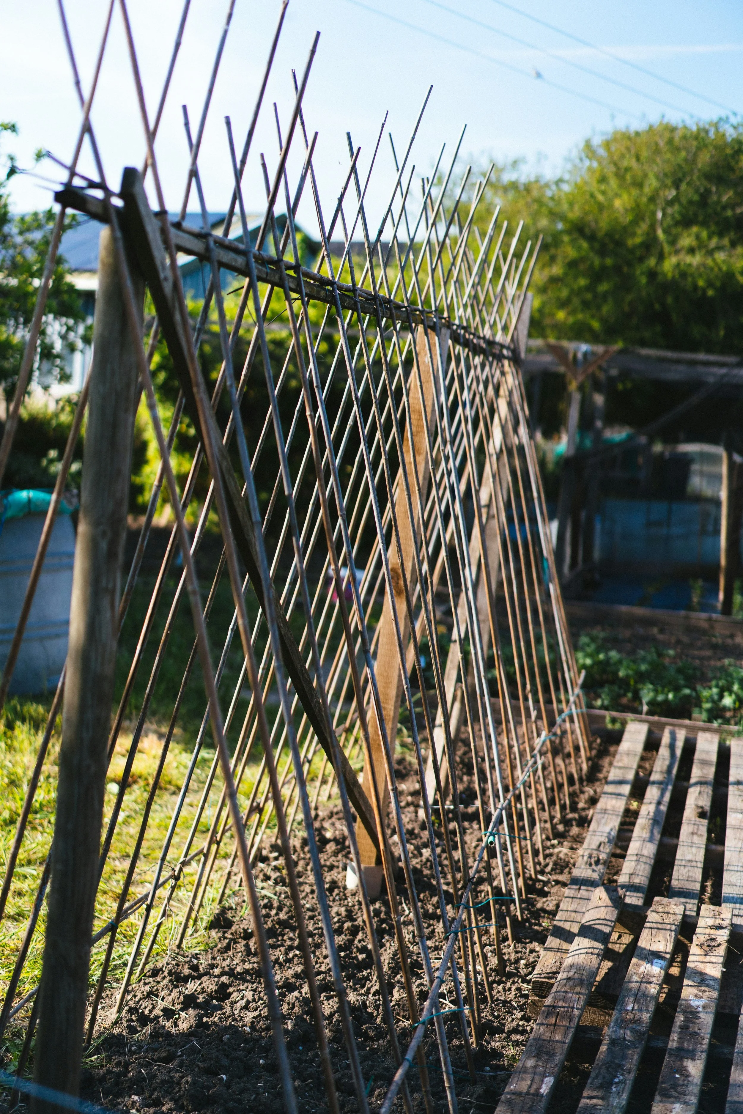 Gardening: Grow your own…