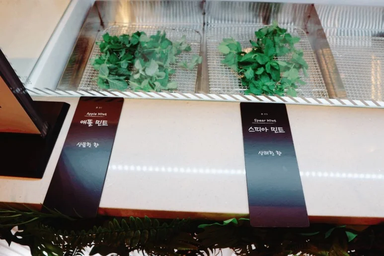 mint2.jpg