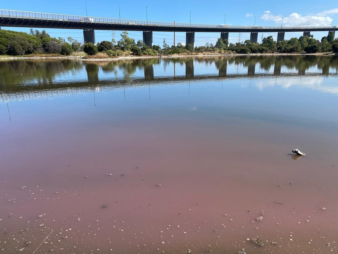 The lake is pink around the edges at West Gate Park