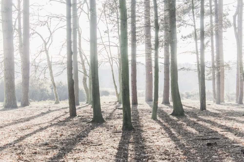 woodland.jpg