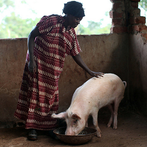 UGANDA LIVESTOCK MICROBUSINESS - PIG Suggested Gift: $100 This gift gives an impoverished family in Uganda an ongoing source of nutrition and supplemental income.