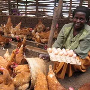 UGANDA LIVESTOCK MICROBUSINESS - 2 CHICKENS Suggested Gift: $25 This gift gives an impoverished family in Uganda an ongoing source of nutrition and supplemental income.