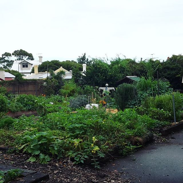 Arent community gardens beautiful? Food for living, food for the soul #gardening  #sustainability #sustainableliving #greencities #food #potd #beautiful #green #city #sustainabilitree #streetcoolers #plants #community #vegan