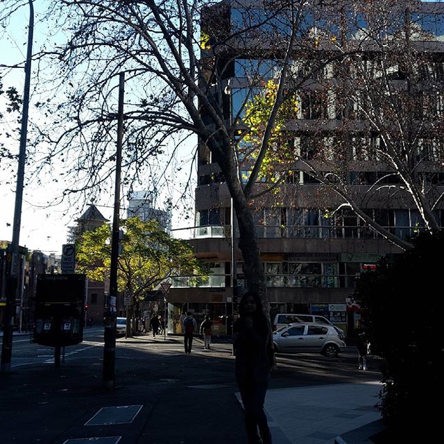 This sad looking #tree in #Sydney #cbd needs around 100L of water per day, and is certainly not getting it surrounded by #concrete. Donations to our website go into ensuring that trees in our cities will survive to cool our streets. #streetcoolers