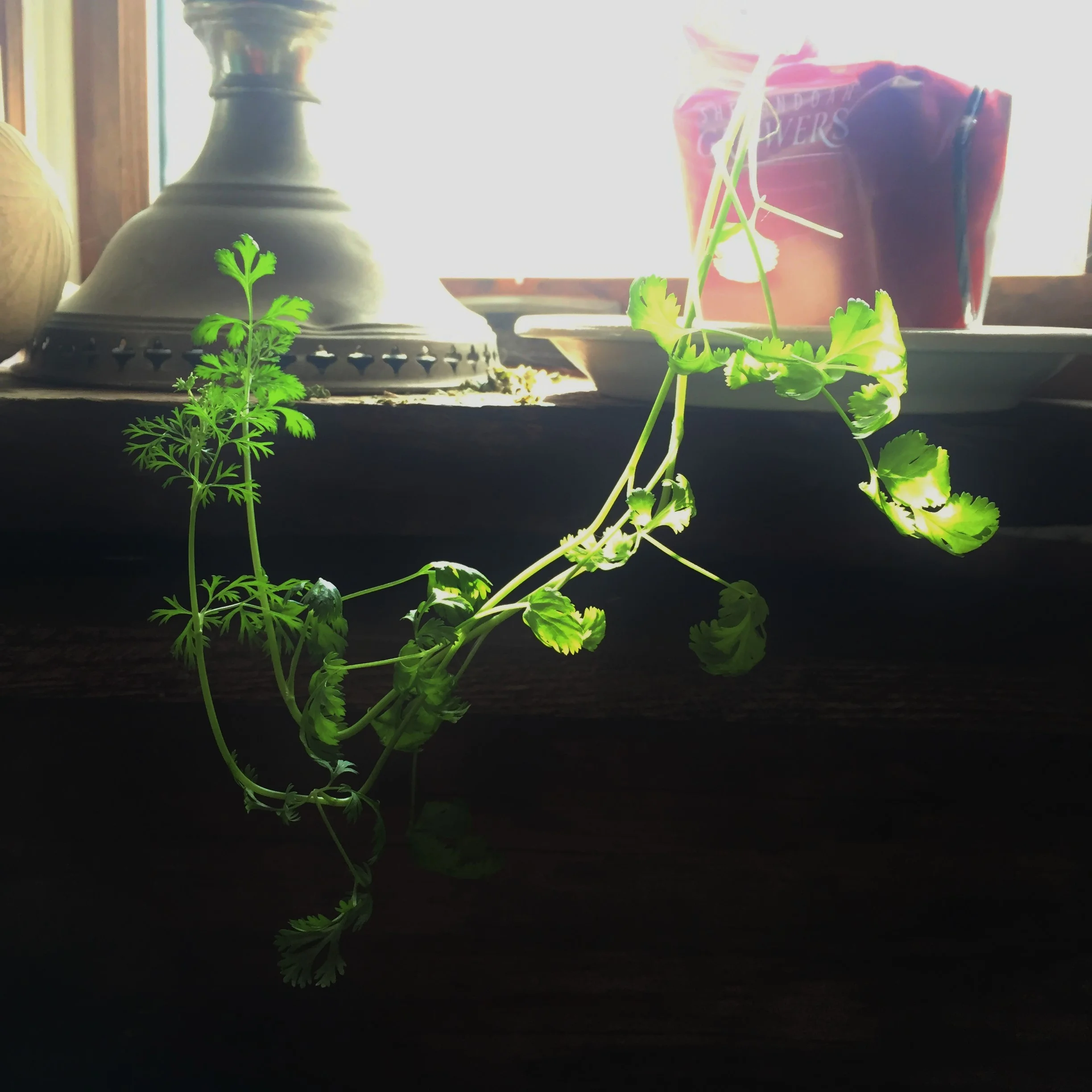 This cilantro was on our window sill the Thursday before going to the hospital. It seems to get Mom's approach. When you fall down, get back up!