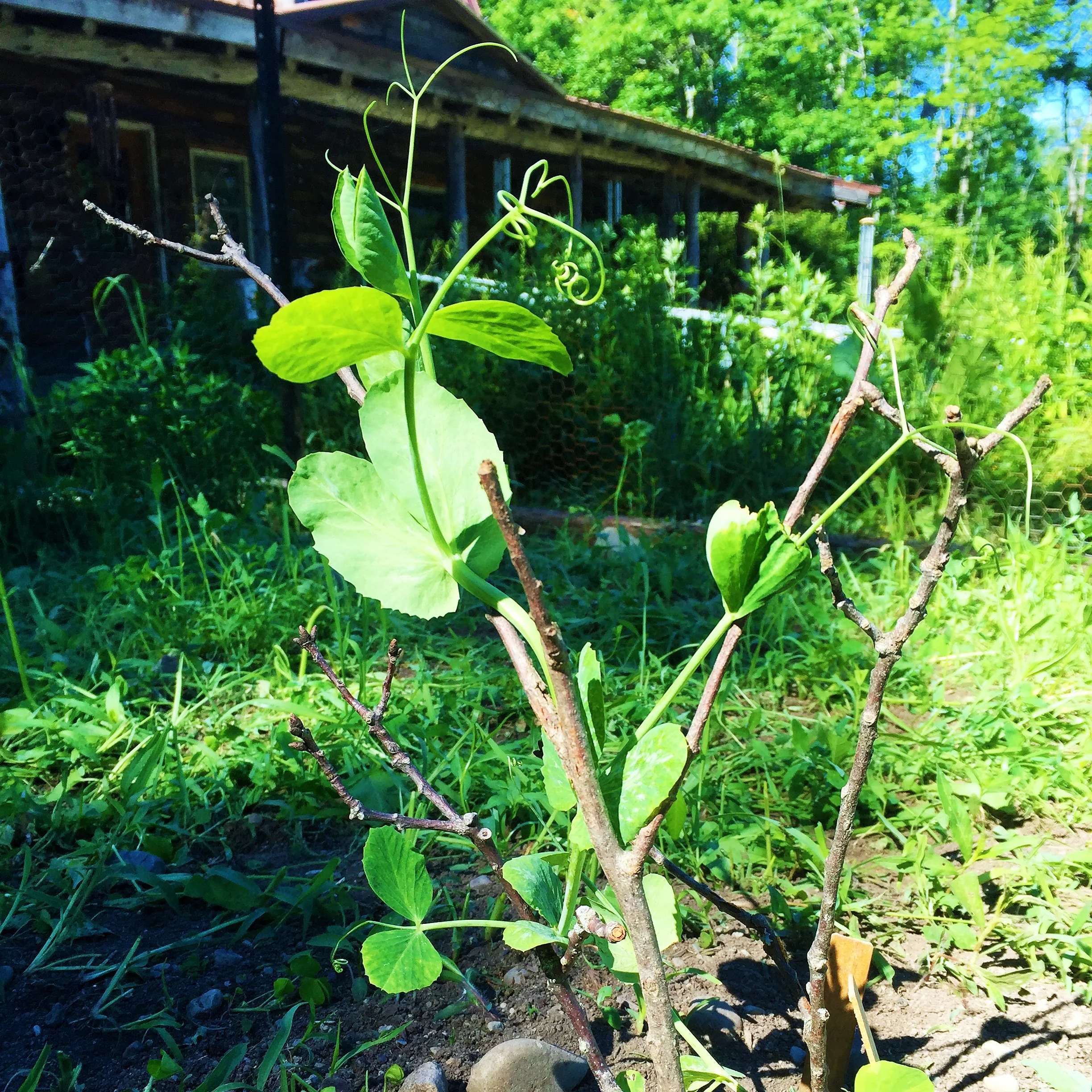 Zelda, my first sugar snap pea, mid-June. Isn't she beautiful?