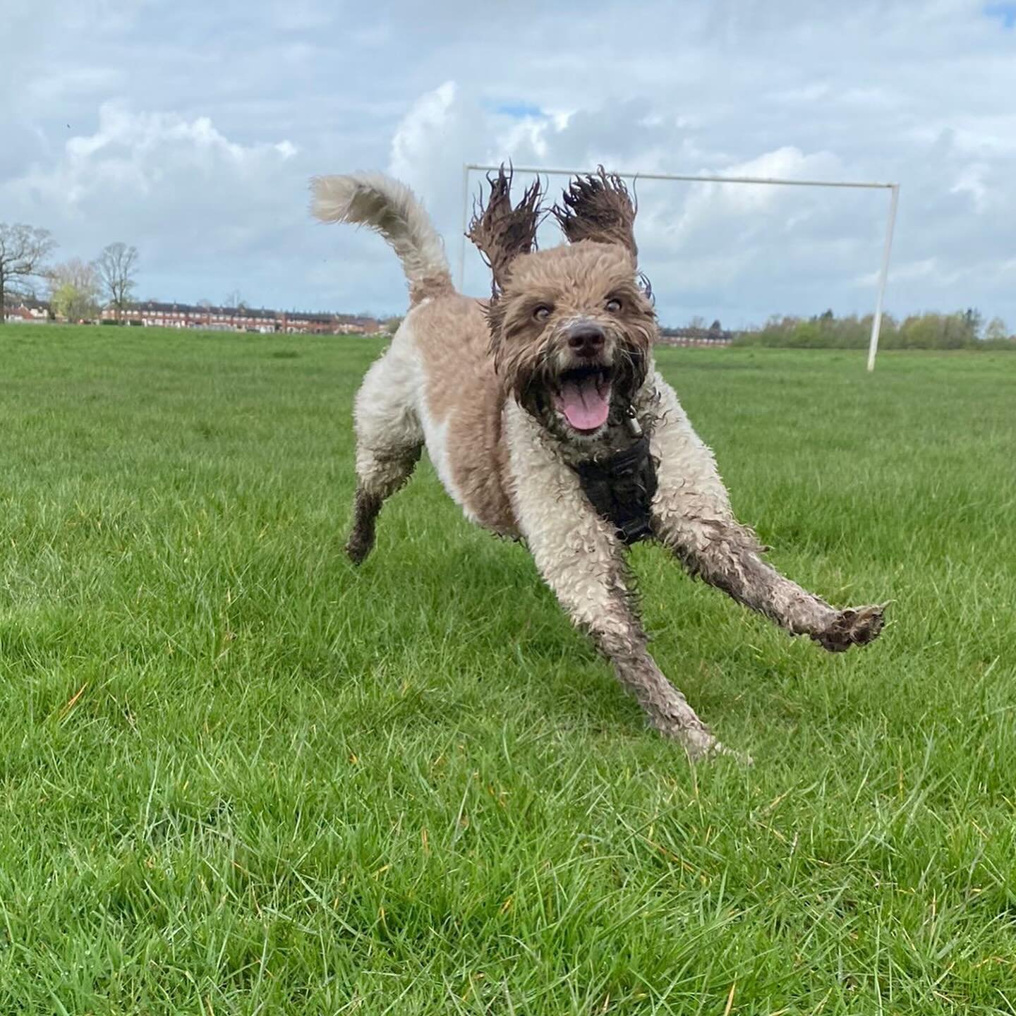 A bumper edition of dogs today, from their walks on Monday and a very wet Tuesday.

#barksandrecuk