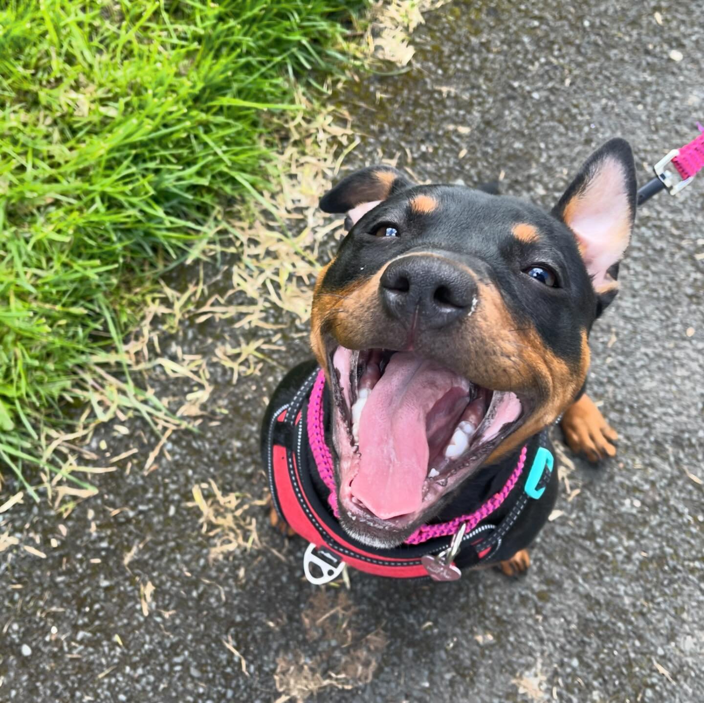 All the gang on their walks with Stephen this week 🐶 #barksandrecuk #preston #dogwalking #socialenterprise