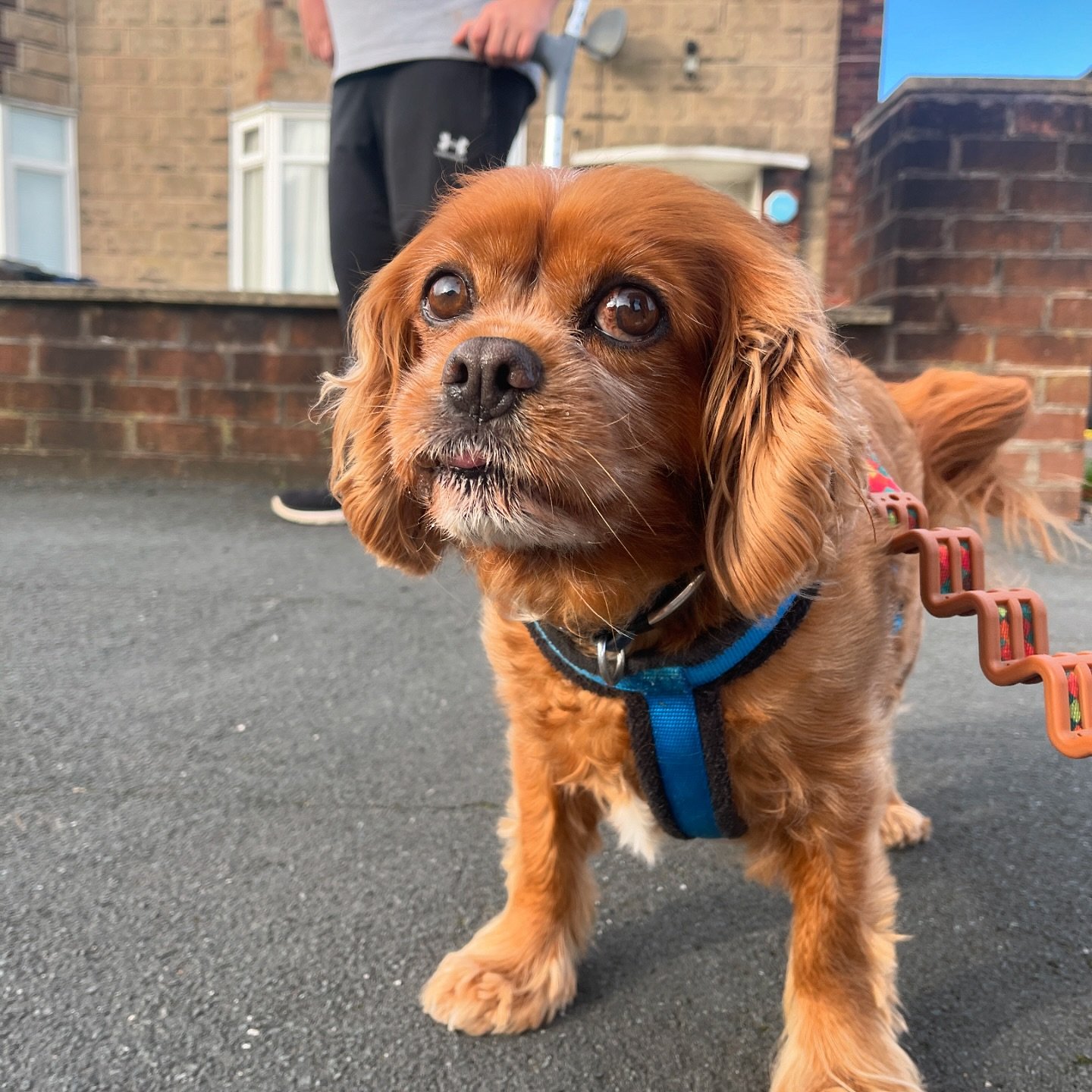 Louie and the Monday gang on their walks today 🐶
