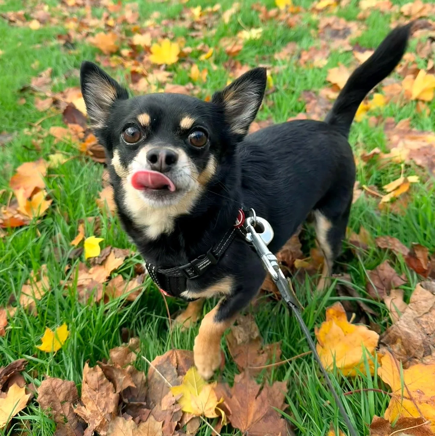Just some of our dogs enjoying their autumn walks last week 🍂 

We have some availability for dog owners living in the Penwortham area of Preston. If you&rsquo;re looking for a reliable, friendly dog walker - please get in touch 🐶 

(Slots in other