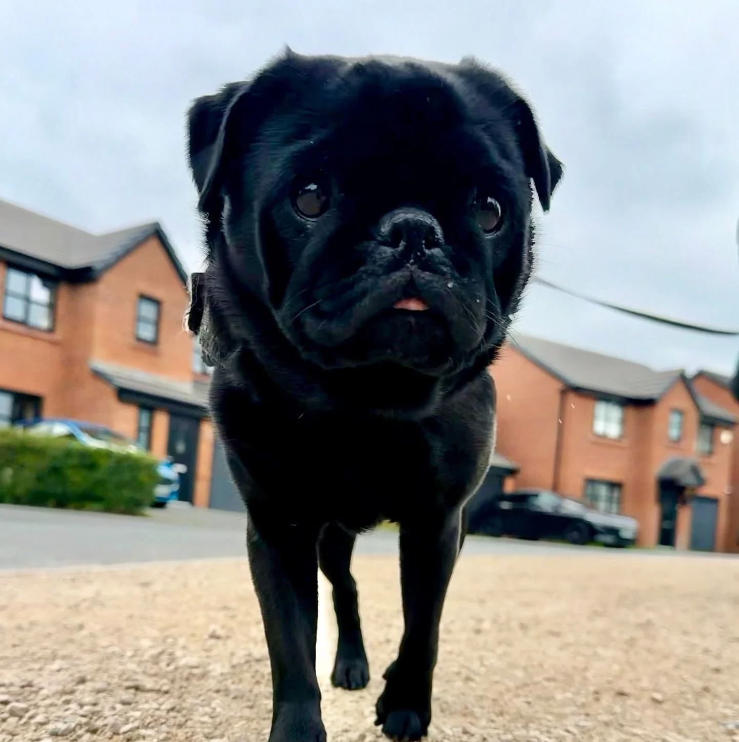 Bonnie and more of the gang on their walks last week 🐶 

#pug #preston #lancashire #dogwalking #socialenterprise