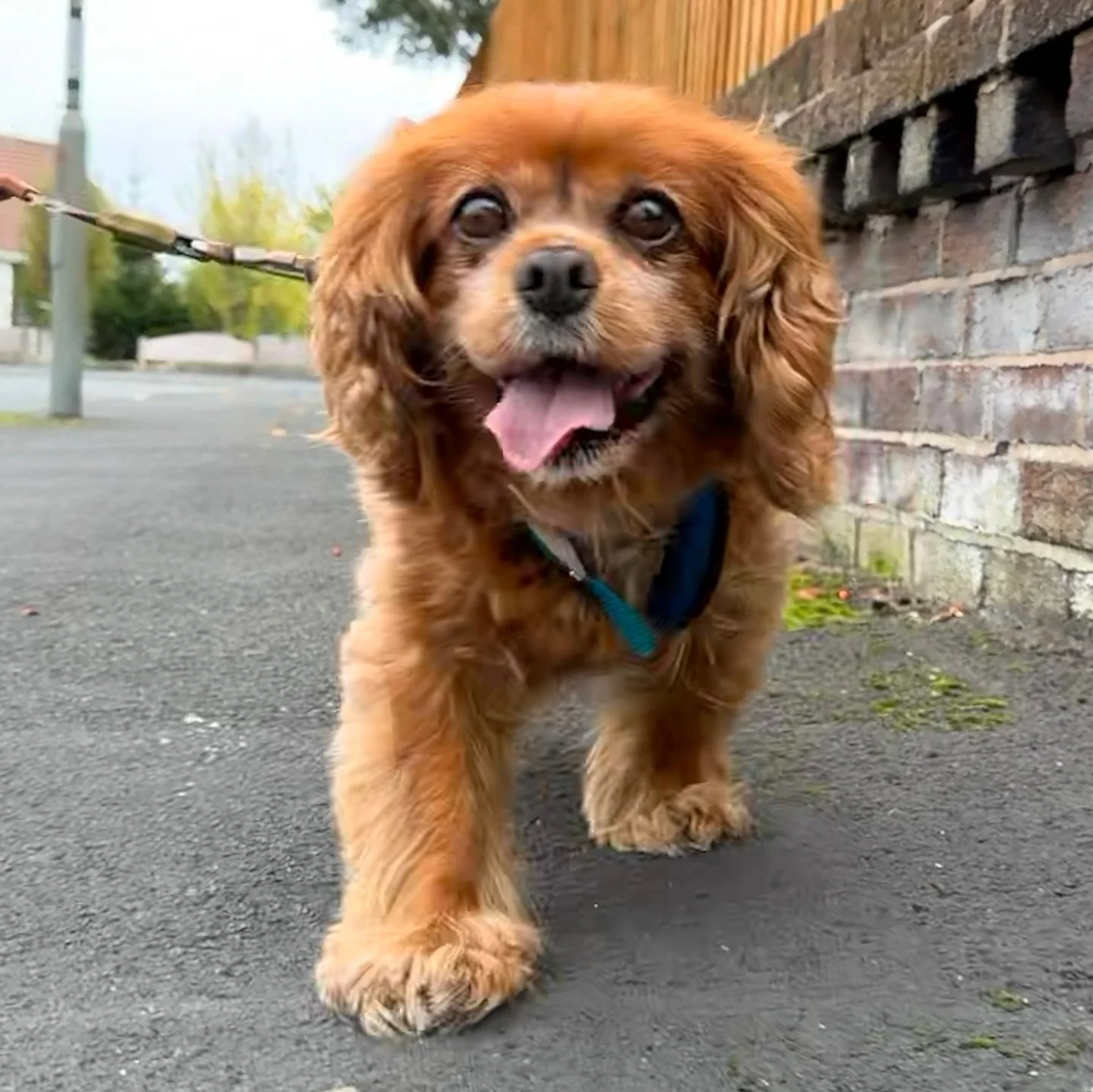 Some very good boys and girls on their walks last week 🐶  Plus a bonus Ellie that we found on our travels.

#barksandrecuk #preston #socialenterprise #dogwalking #dogs