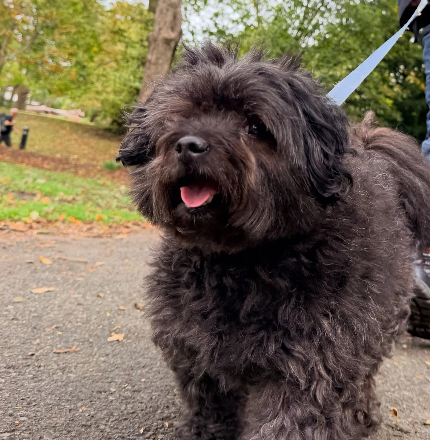 It&rsquo;s tongue out Tuesday! 

#barksandrecuk #dogwalking #socialenterprise #preston