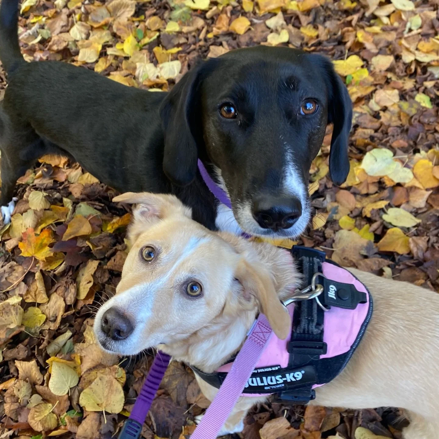 It&rsquo;s beginning to look a lot like&hellip; autumn 🍂🐶 

#barksandrecuk #dogs #preston #dogwalking #socialenterprise