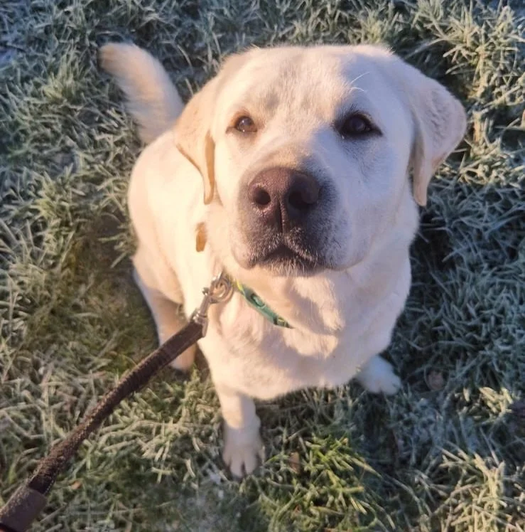 We&rsquo;re back for 2026 🐶 Wishing everyone a very happy new year

#barksandrecuk #dogwalking #preston #snow #winter