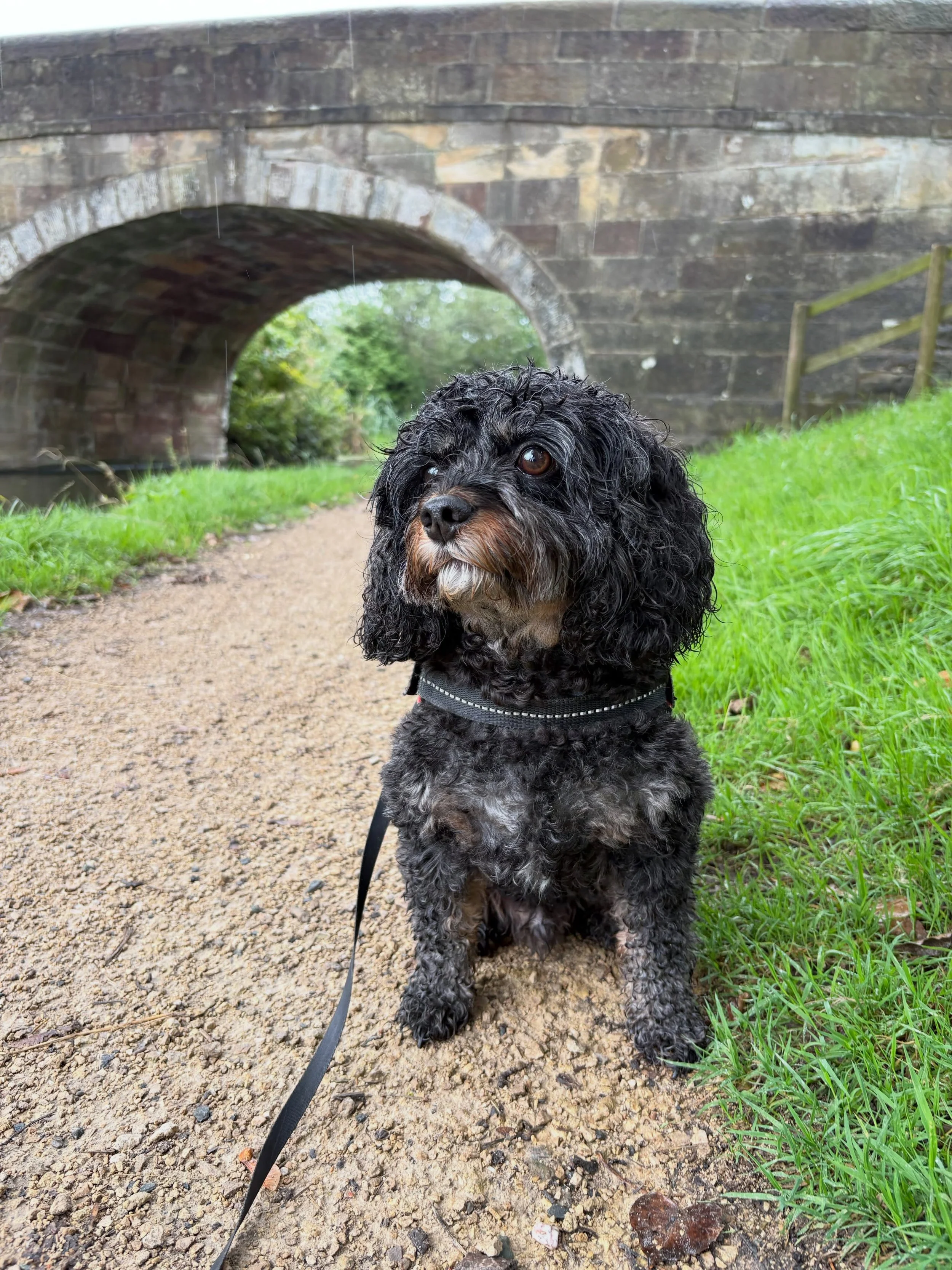 Pete and the gang on their walks last week 🐶

Looking for a dog walker in the Penwortham &amp; surrounding area? Get in touch 📞 

#dogwalker #penwortham #preston #socialenterprise #dog