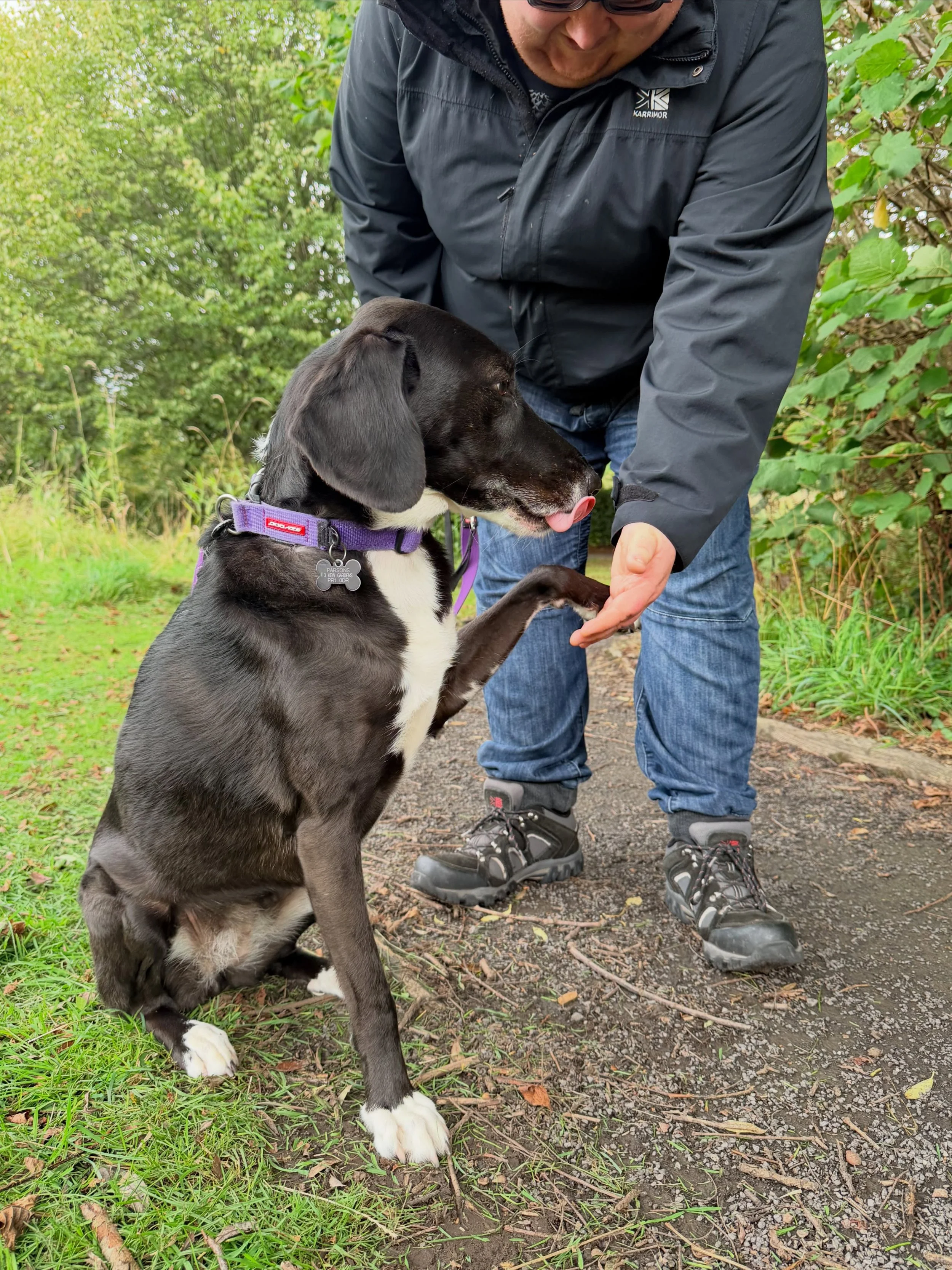 A little snapshot of some of our four legged friends on their walks last week 🐶 

Looking for a dog walker? We now have a couple of slots available Monday to Friday for a small-medium dog.

#penwortham #preston #dogwalker #dogs #socialenterprise