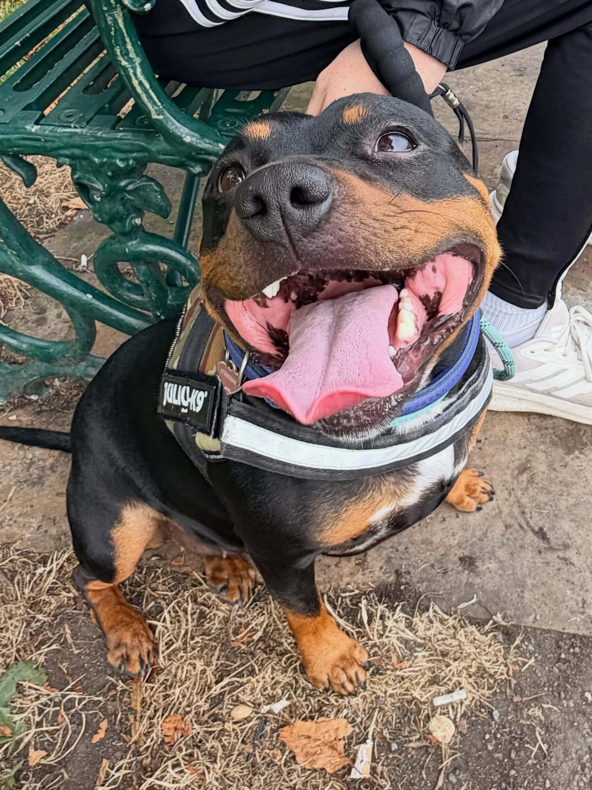 Smile for the camera&hellip; 📷🐶 

#preston #penwortham #dogwalk #dog #socialenterprise