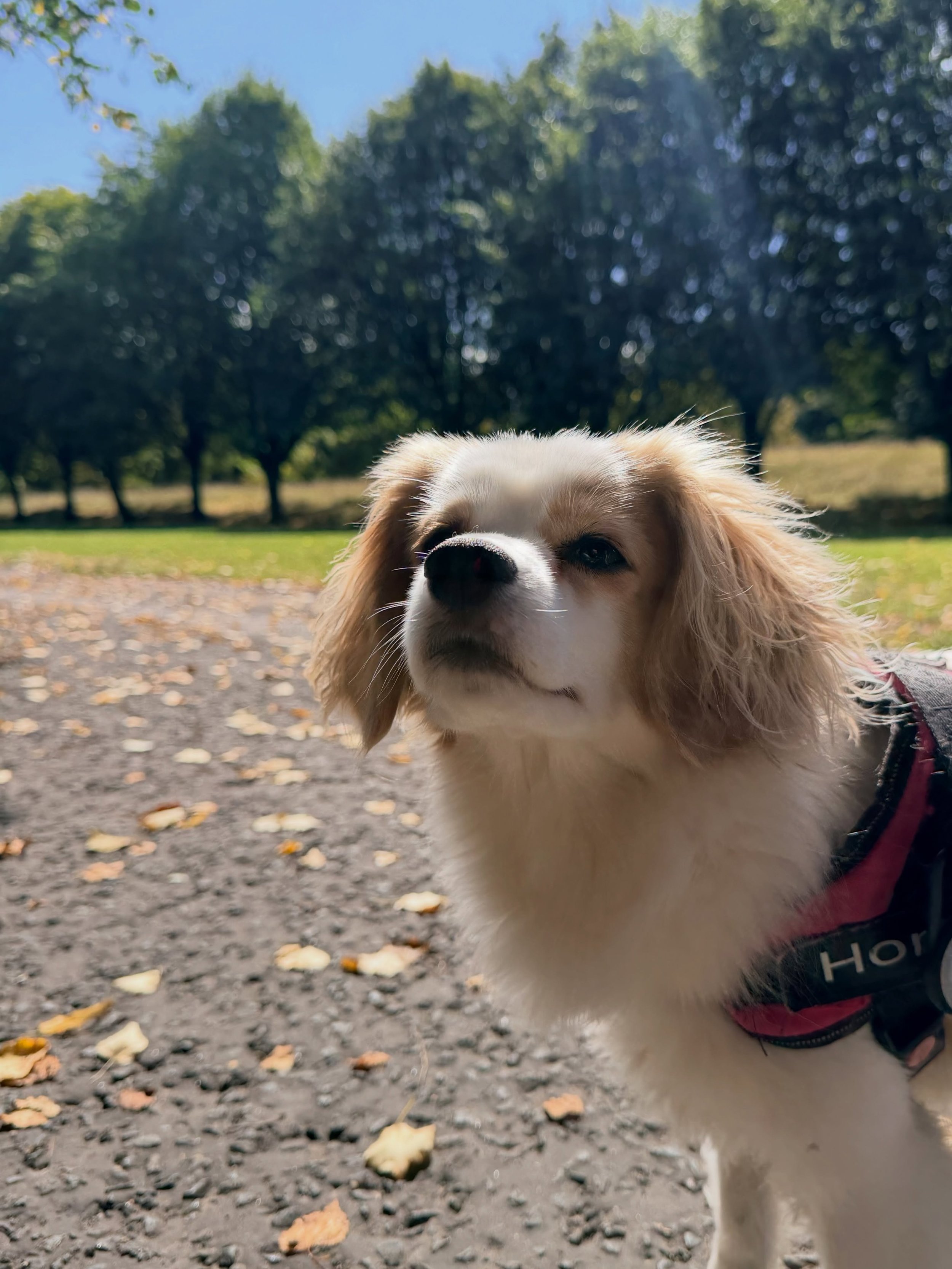 From weather too hot for walking in, to torrential rain&hellip; to something much more tolerable ☀️☔️☀️

Here&rsquo;s Honey, Louis, Pep, Pete and Otis hitting the streets and parks of Preston this week 🐶 

#dogwalking #preston #penwortham #socialent